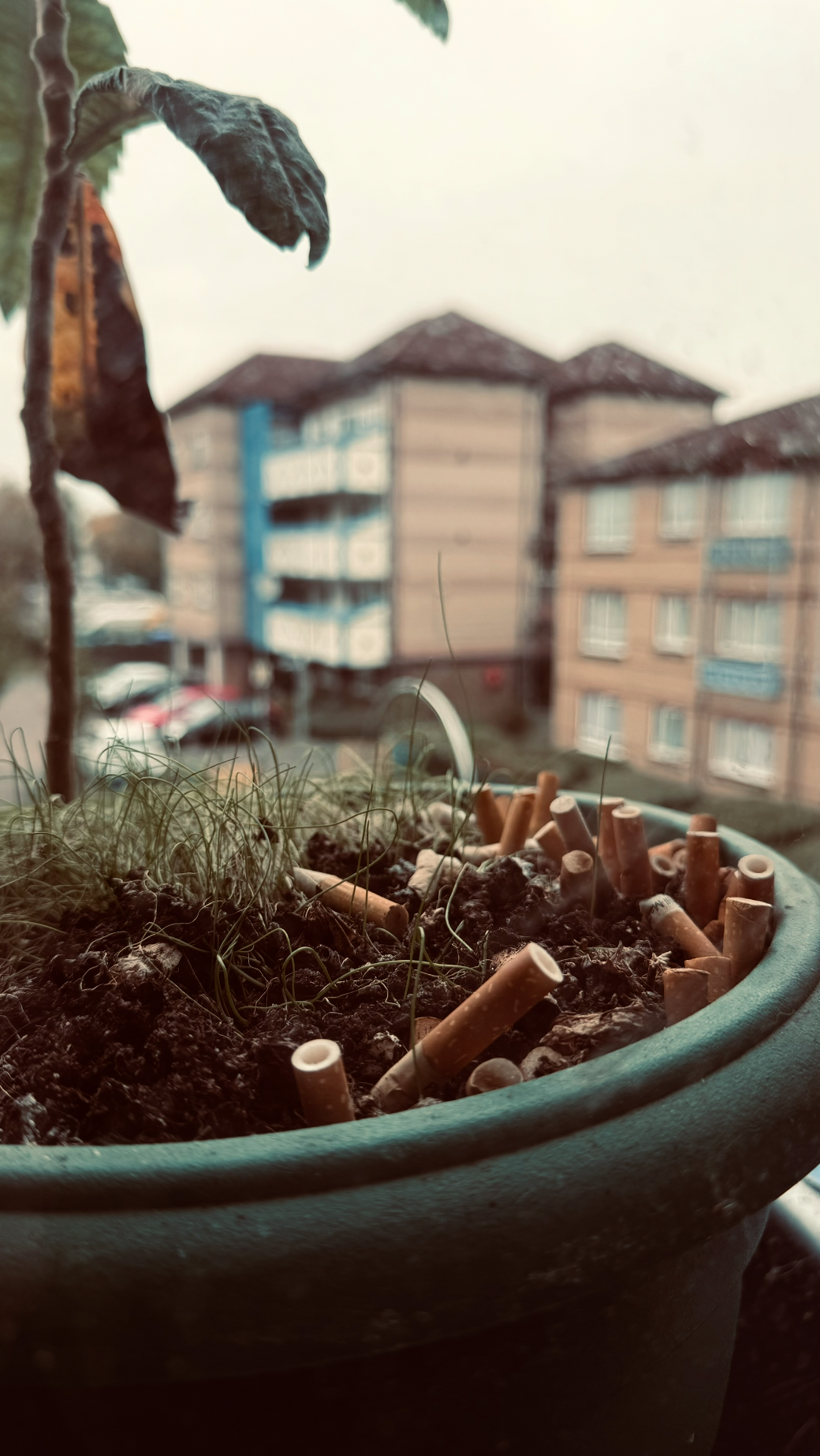 Close-up of a potted plant with cigarette butts and dirt, with blurred apartment buildings in the background.