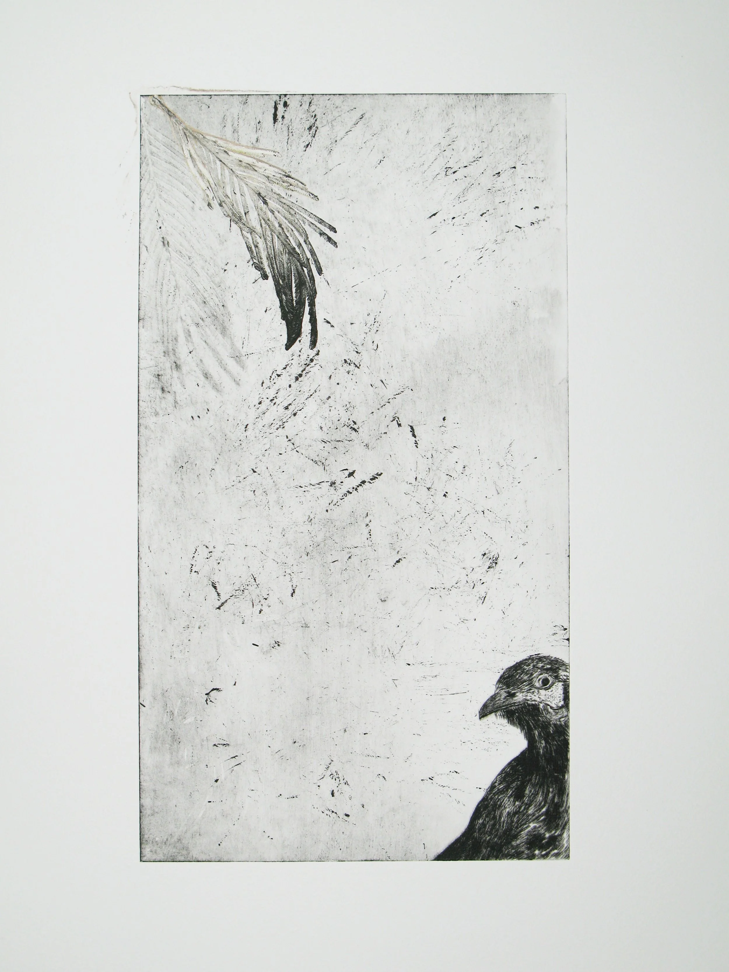 wattle bird (fern waterhouse).JPG