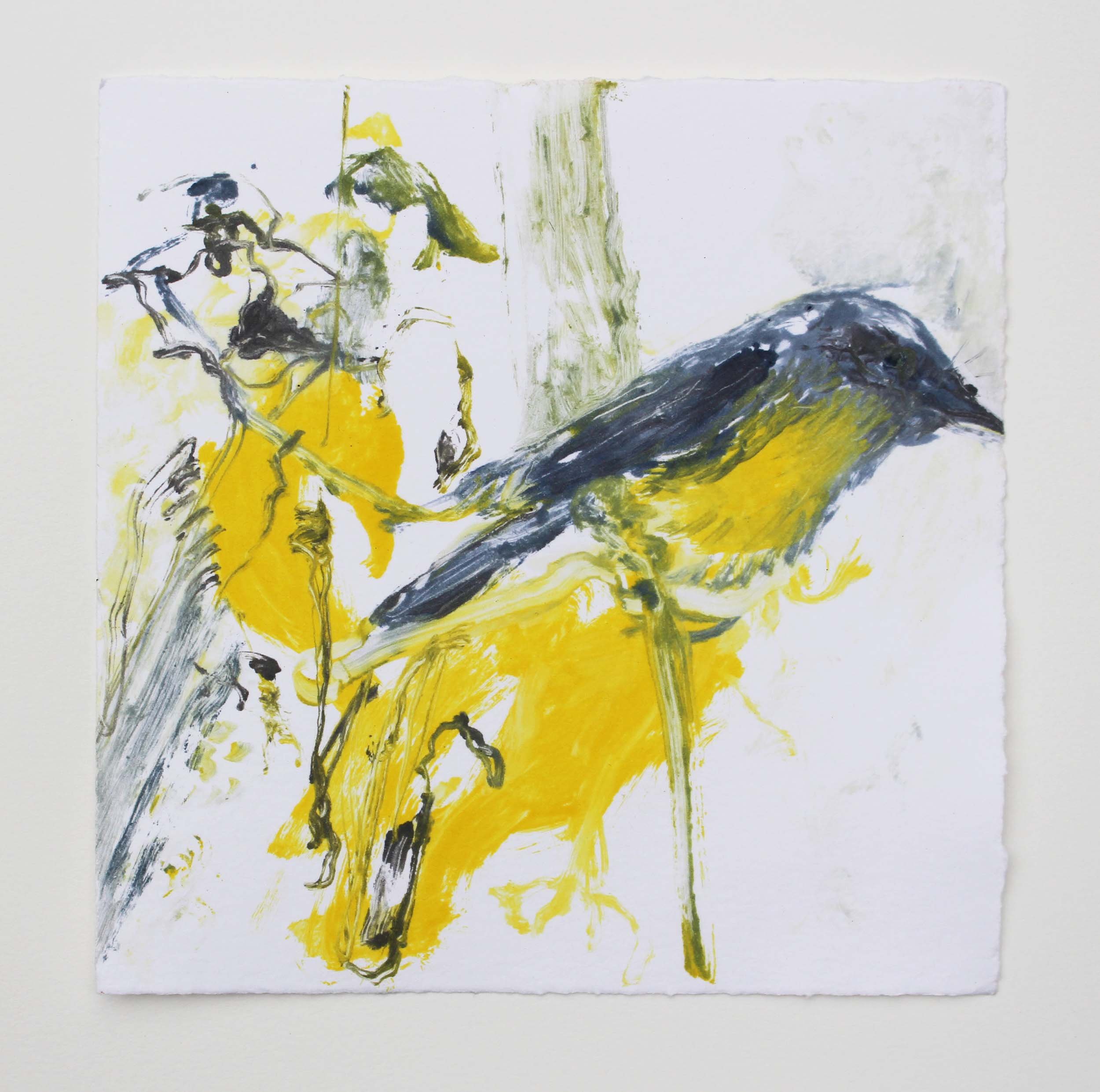 Eastern yellow robin square_web.jpg