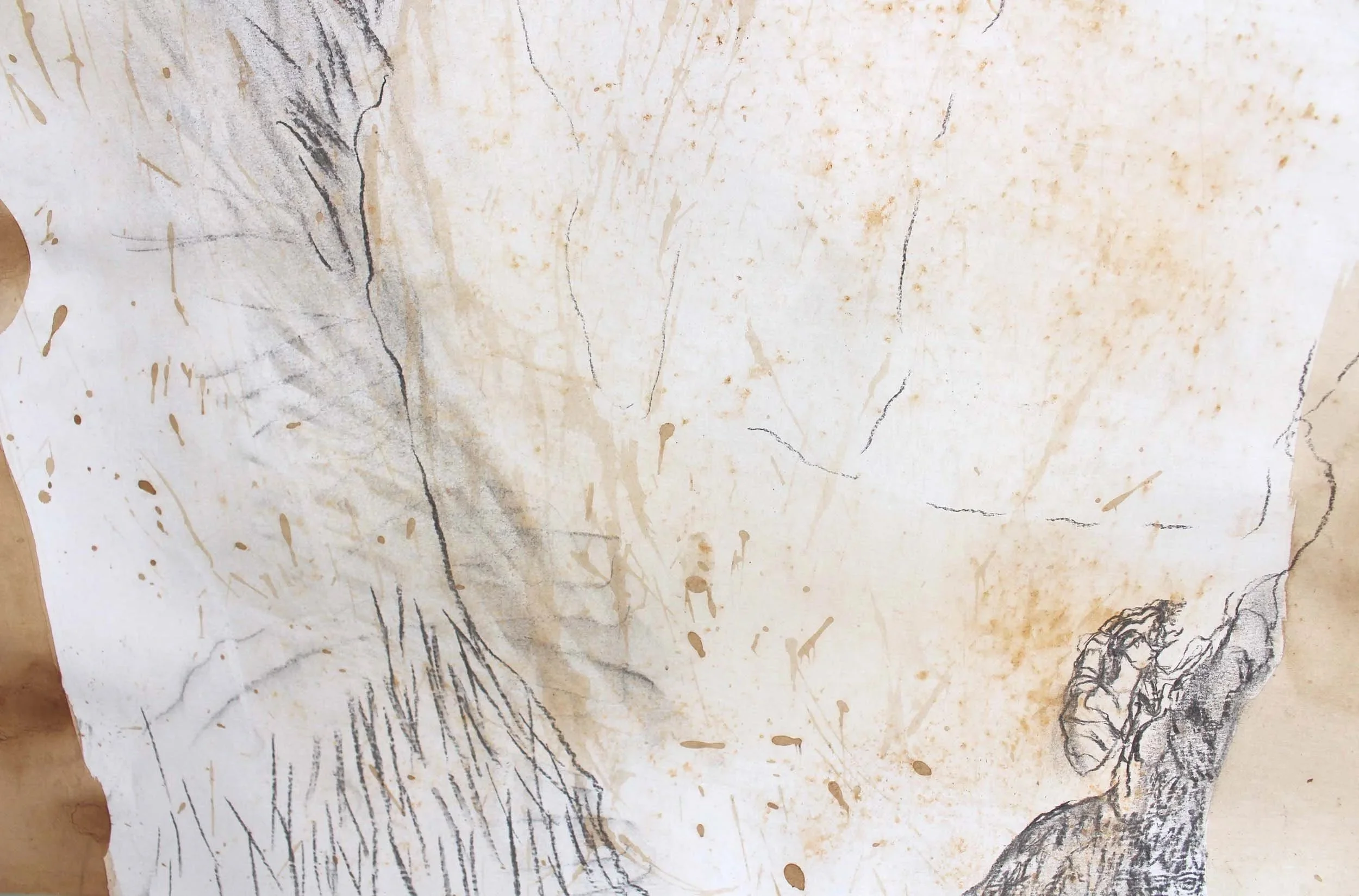 BigCi_big+drawing_detail_cicada_web.jpg