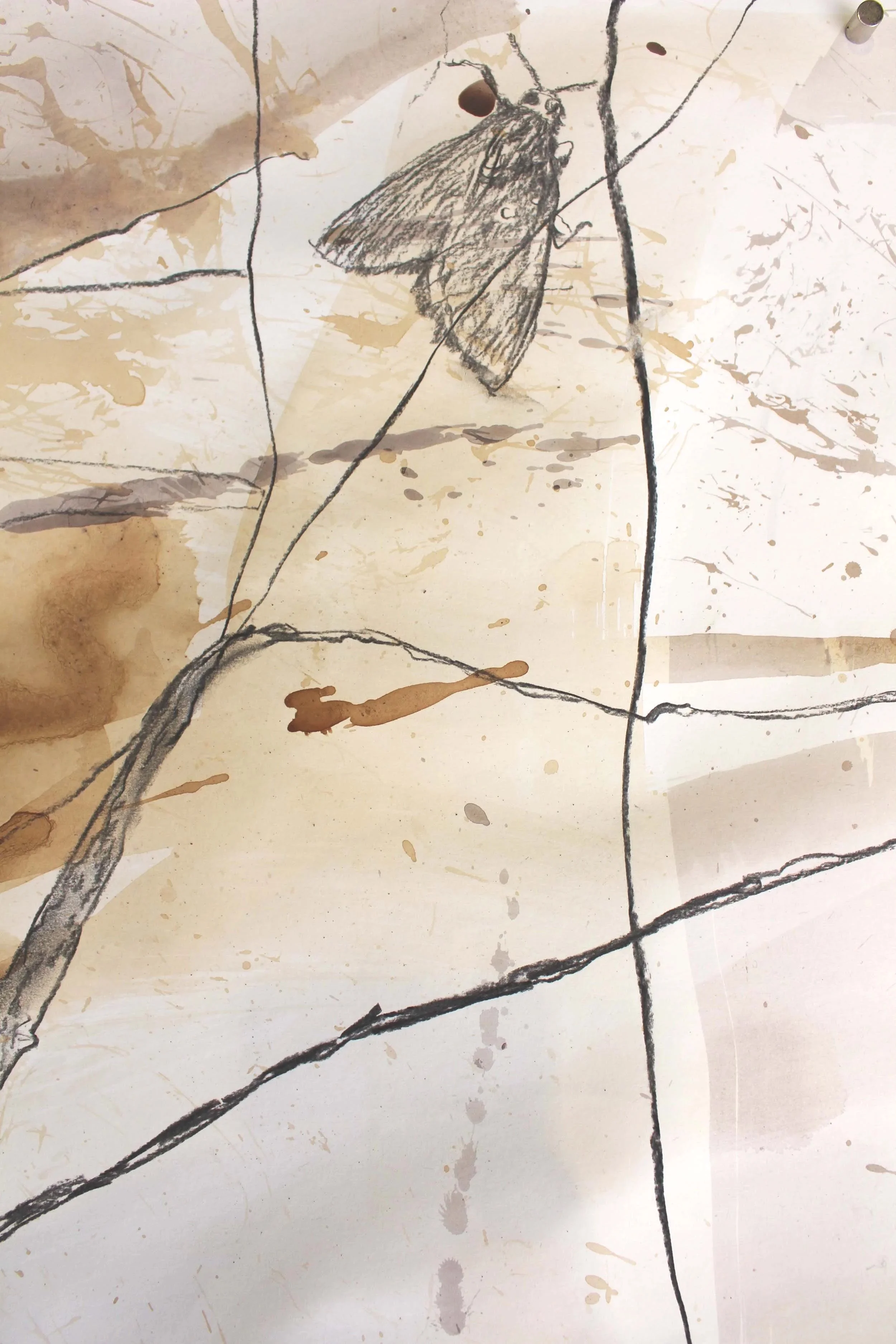 BigCi_Big+drawing_detail_moth_web.jpg