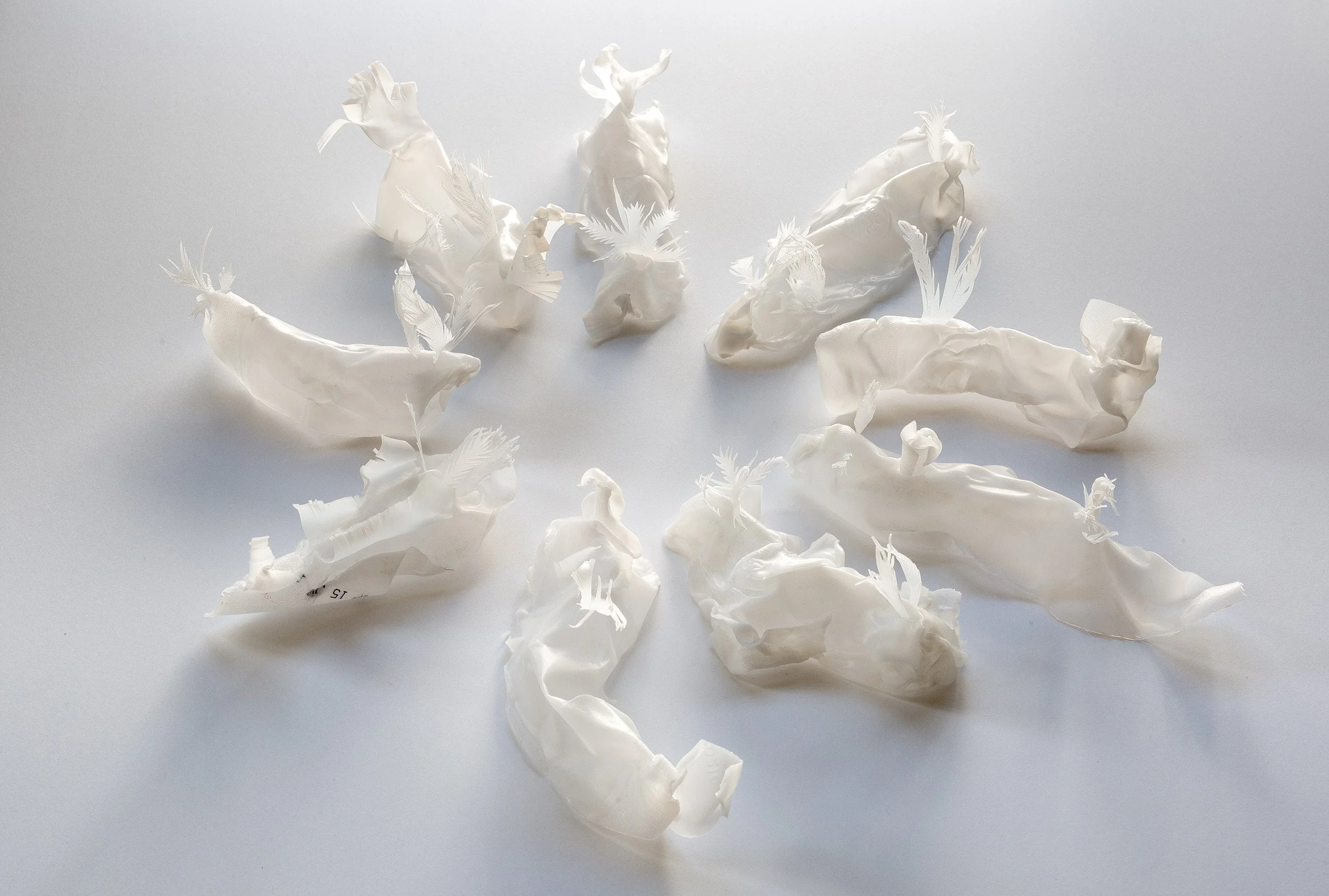 A Congress of Nudibranchs, 2017