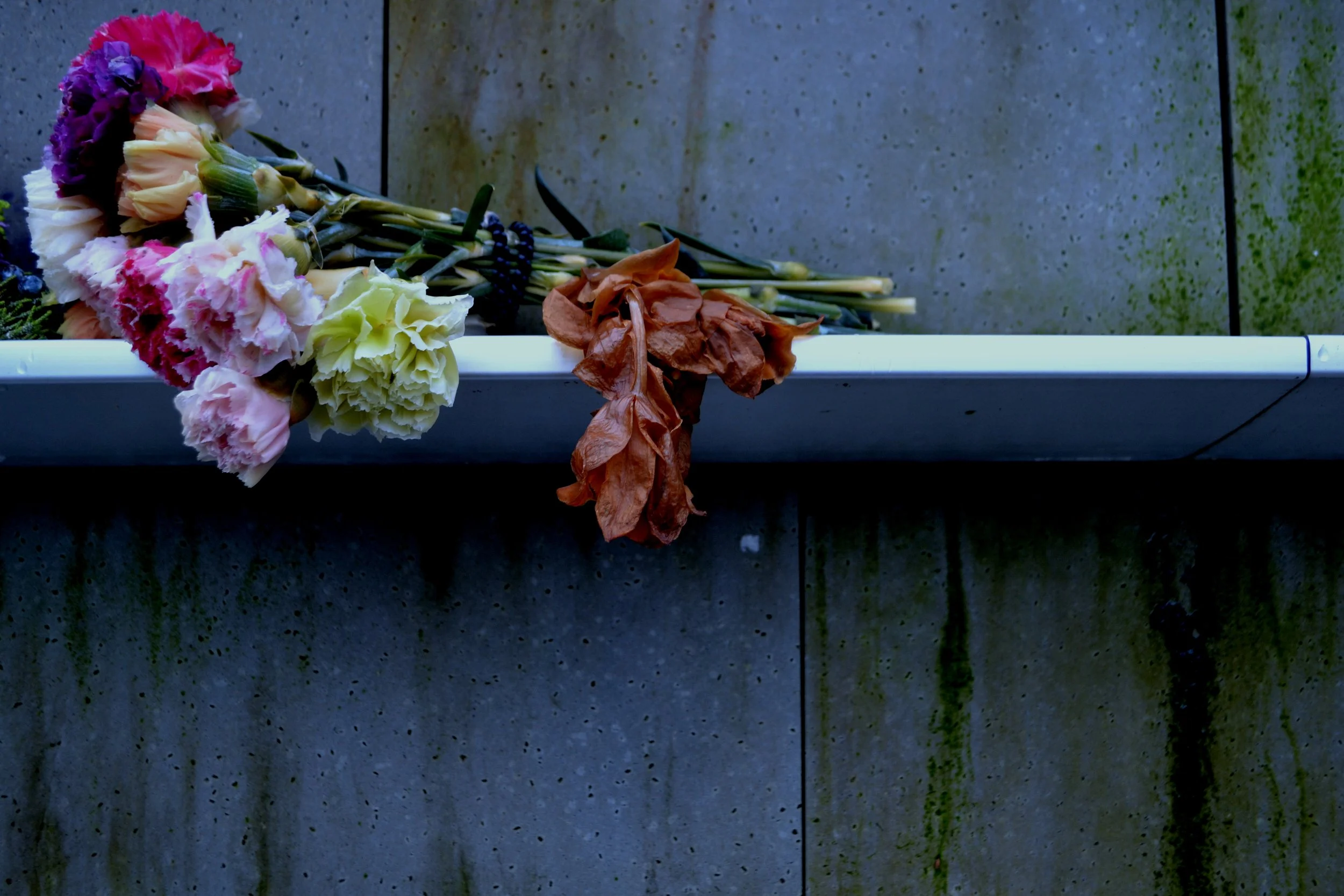 Roses_2, 2022/2024, edited photography, size variable / 39 x 26 cm