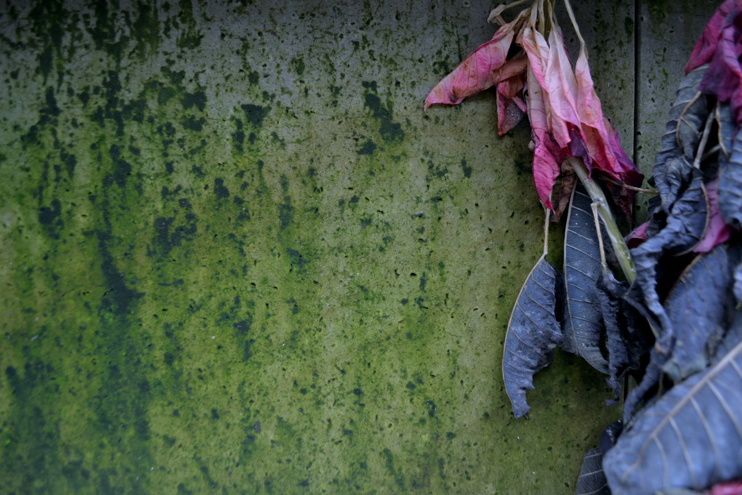 Wither, 2022/2024, edited photography, size variable / 39 x 26 cm