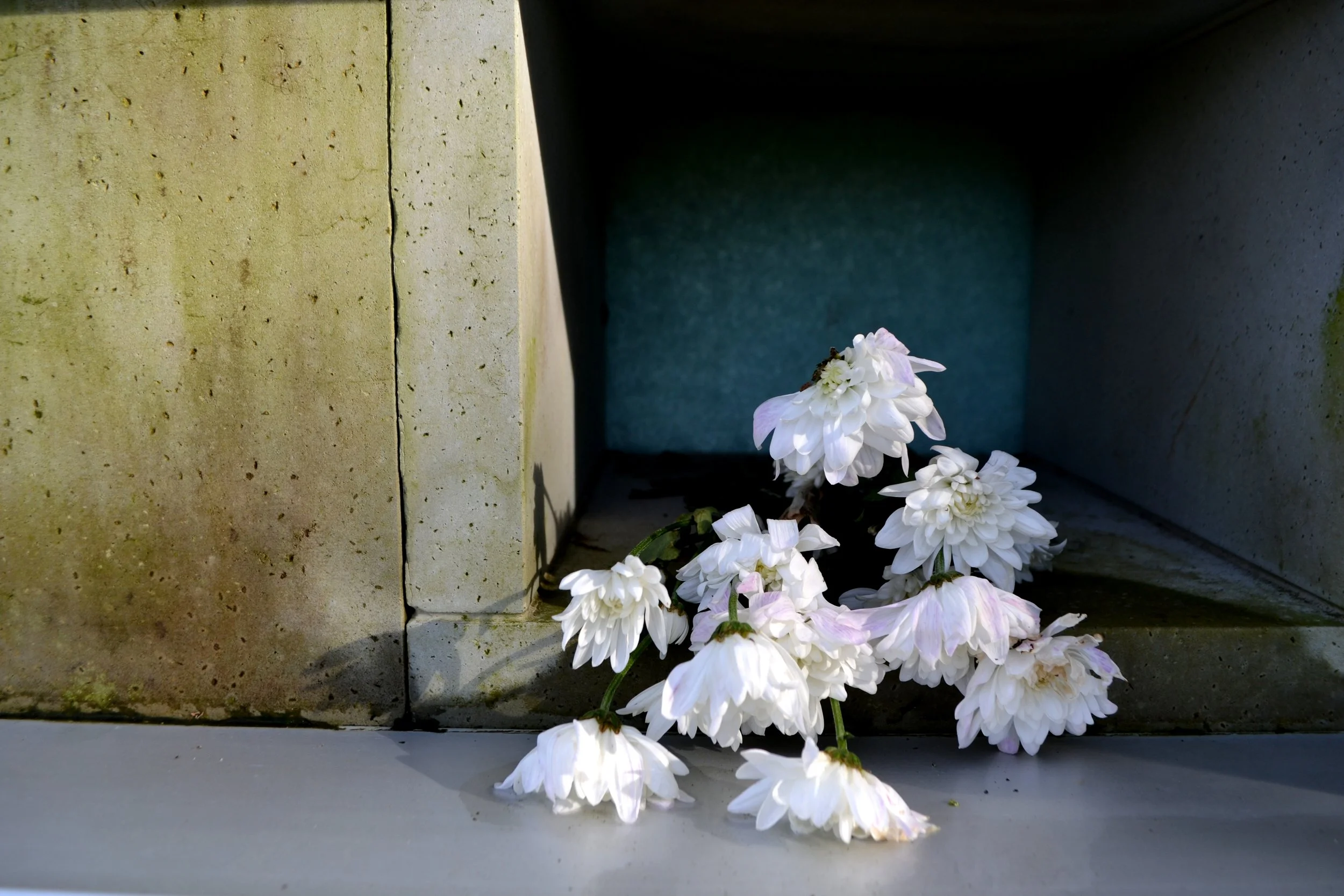 White flowers, 2022/2024, edited photography, size variable / 39 x 26 cm