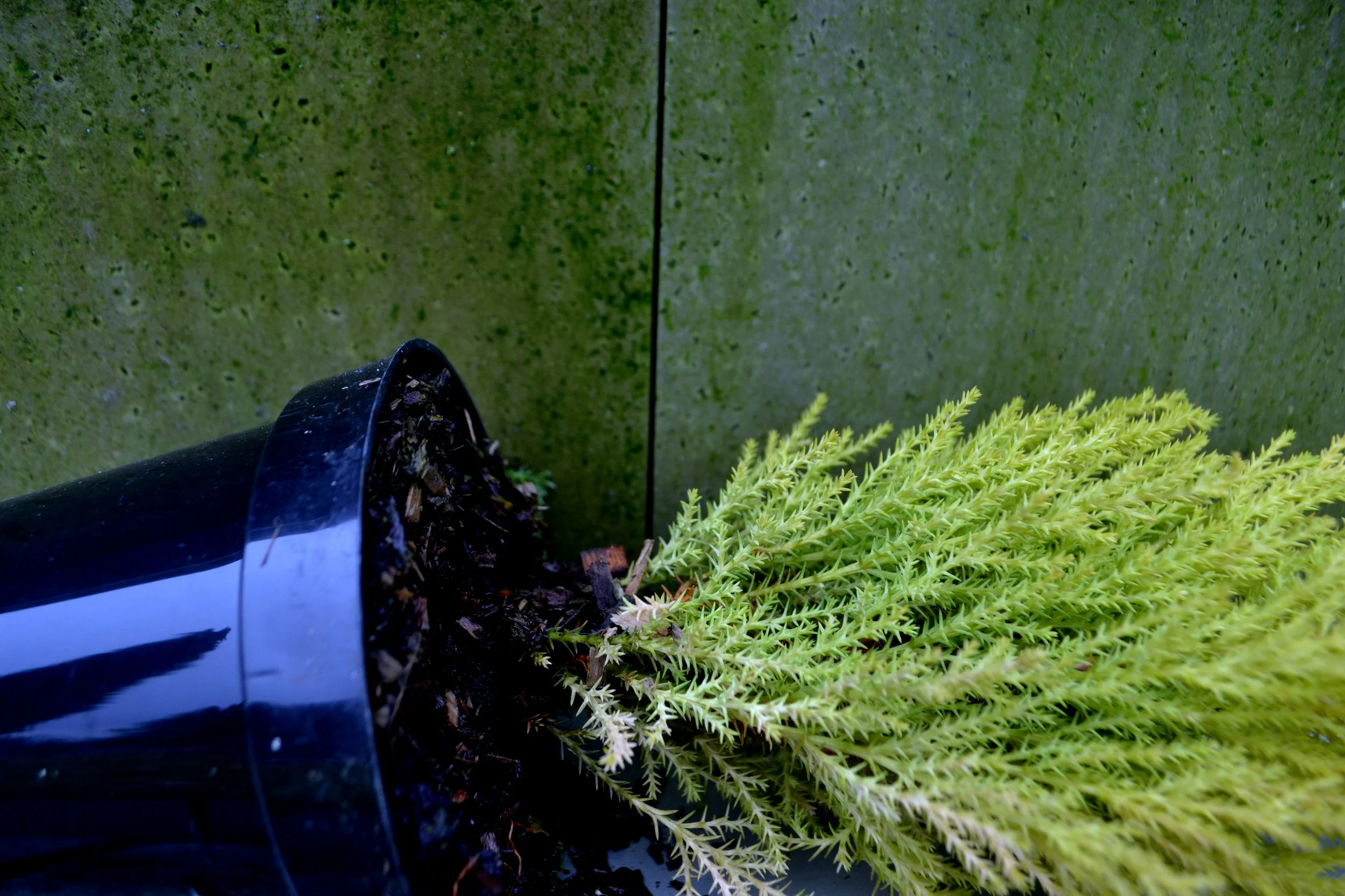 Little plant, 2022/2024, edited photography, size variable / 39 x 26 cm