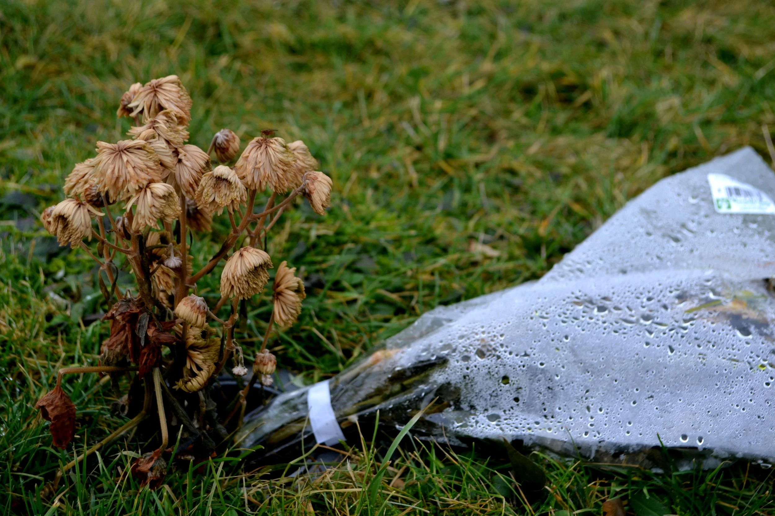 Untitled, 2022/2024, edited photography, size variable / 39 x 26 cm