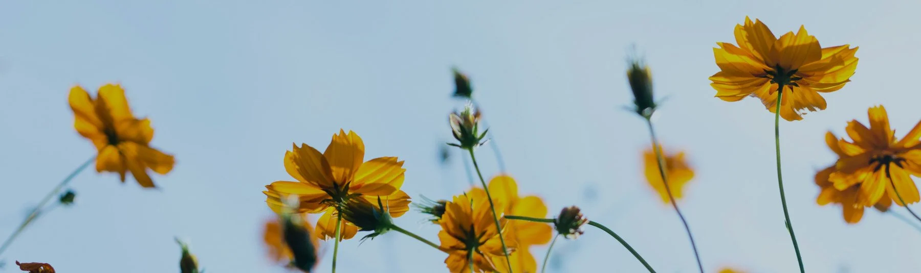 Yellow flowers on blue sky background