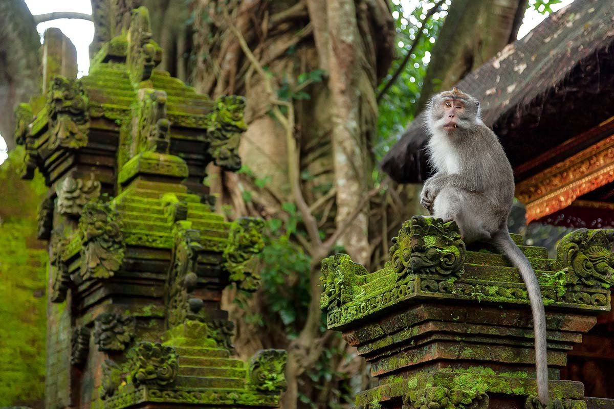 Monkey sitting on moss-covered stone structure in forest.