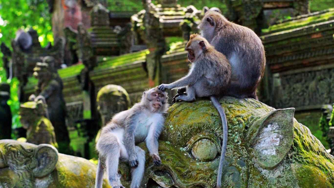 Three monkeys sitting on moss-covered stone sculptures in a forest setting.