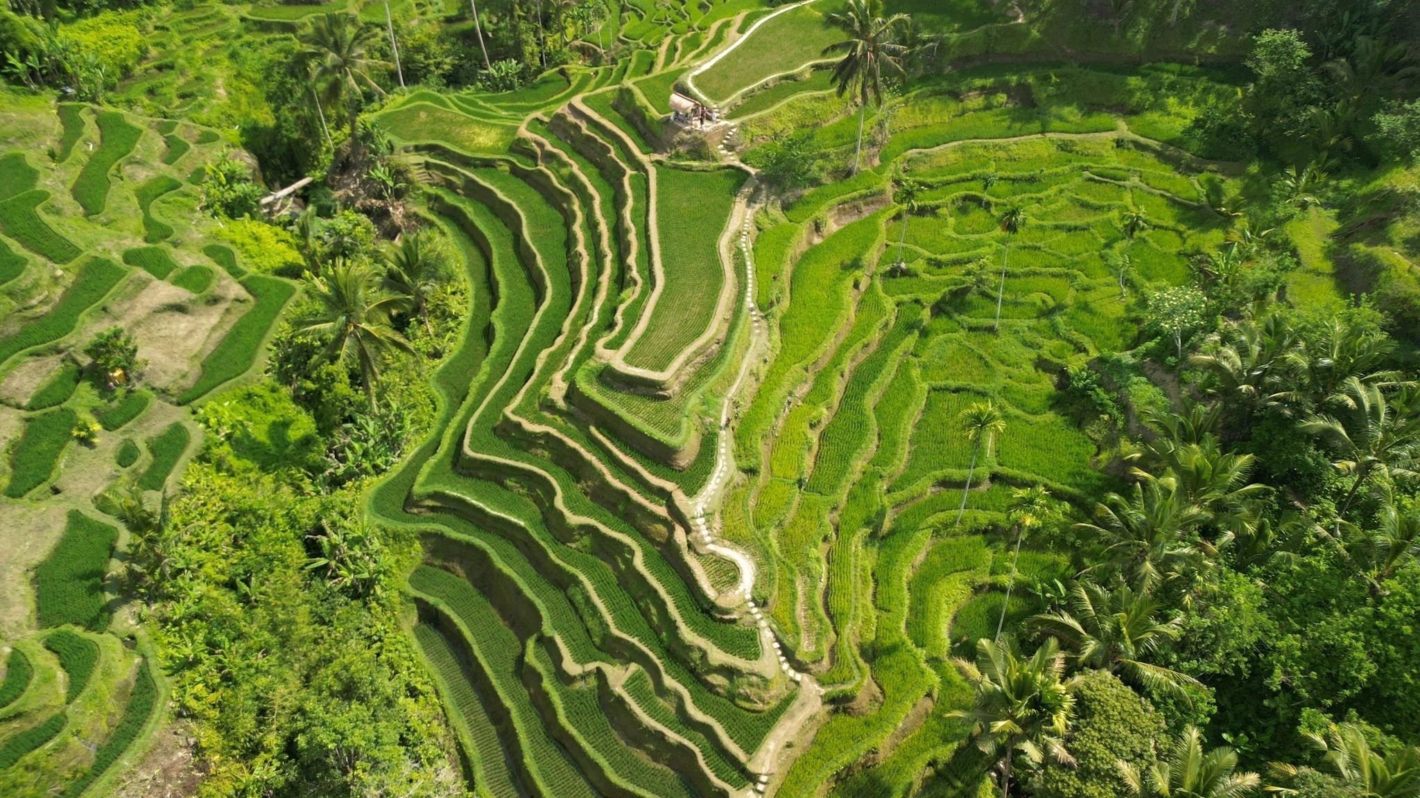 Aerial view of terraced rice fields with lush greenery and palm trees.