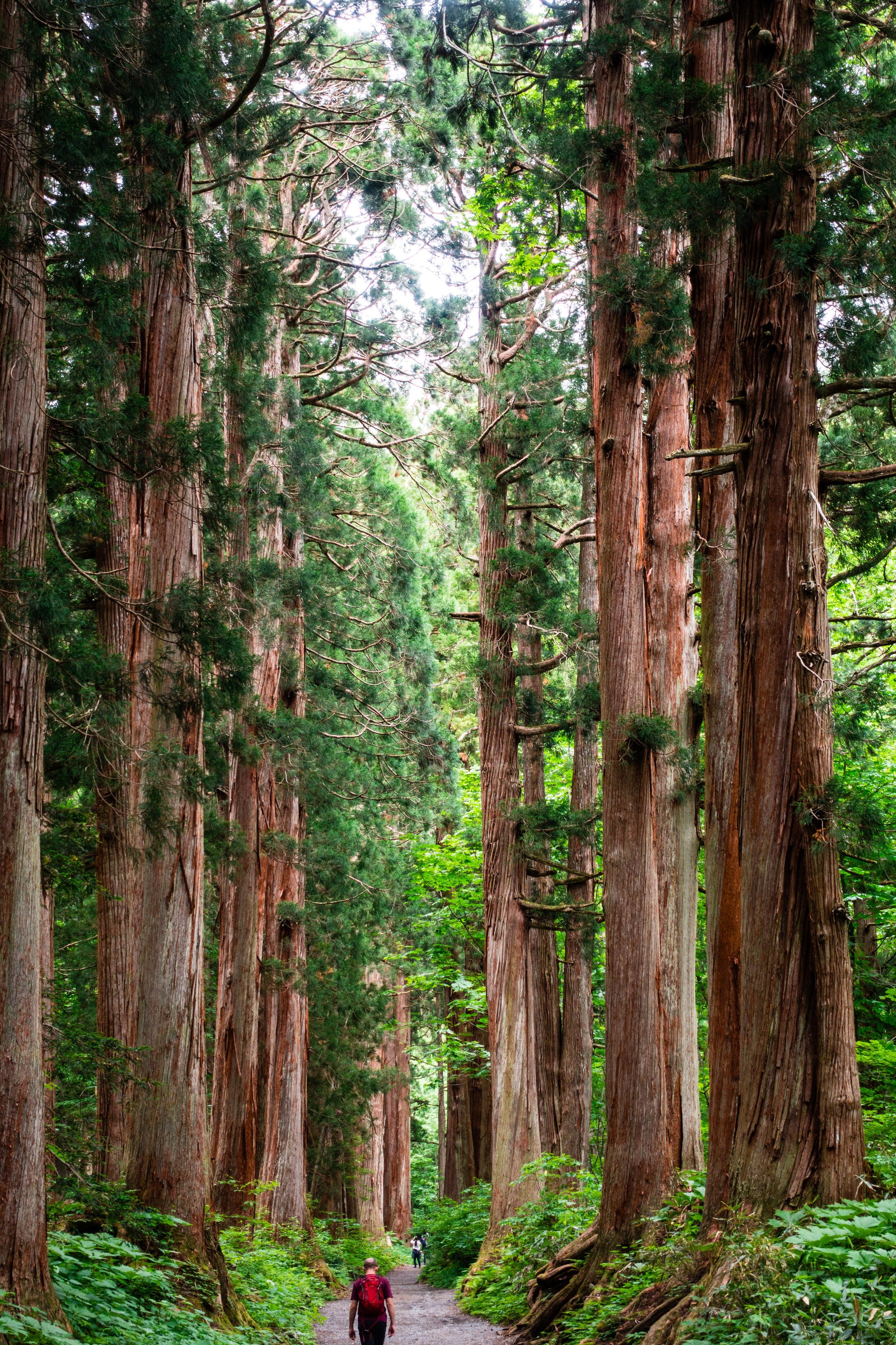 Path through a forest with tall cedar trees and people walking.