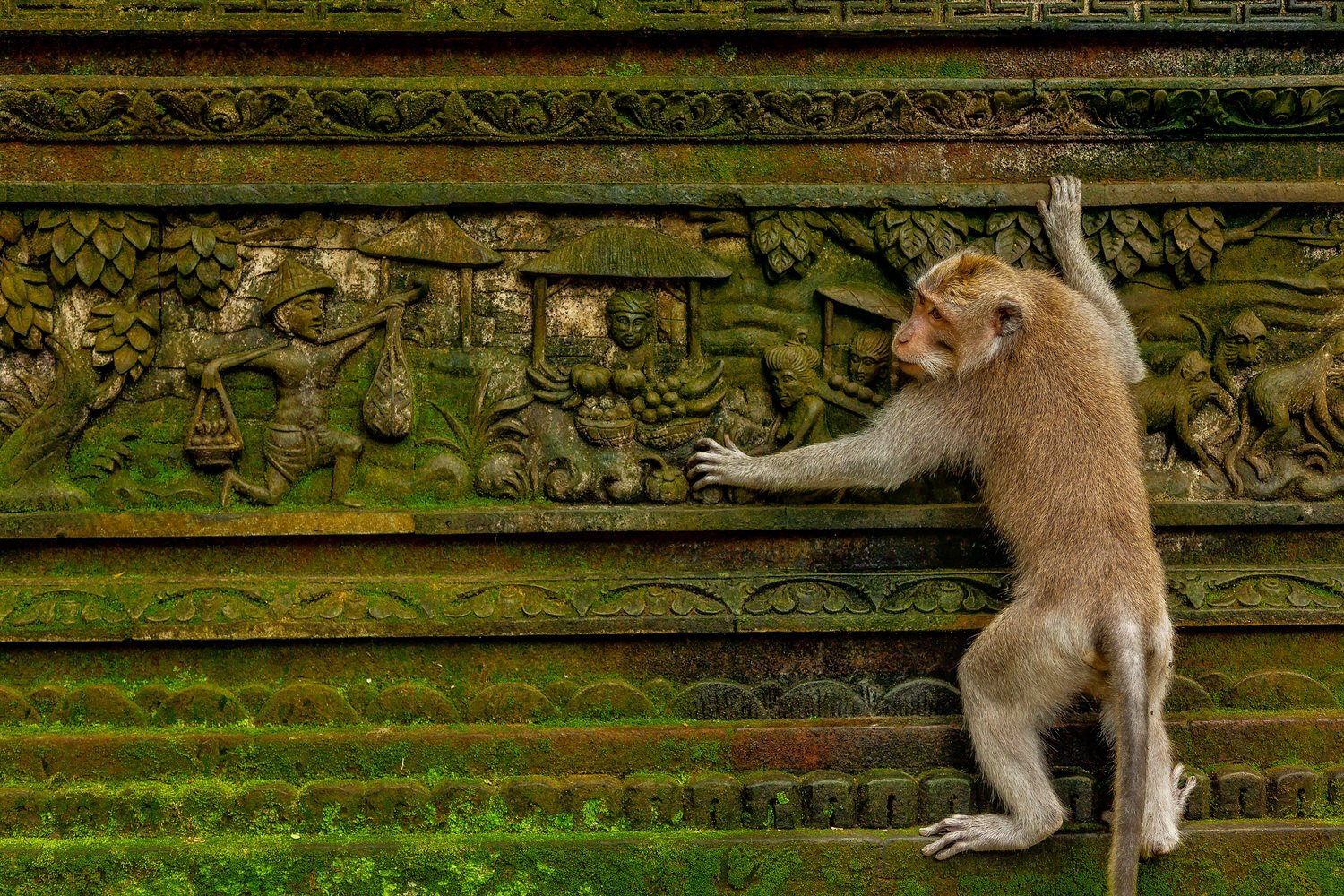 A monkey climbing a carved stone wall featuring figures and scenes in relief, covered in moss.