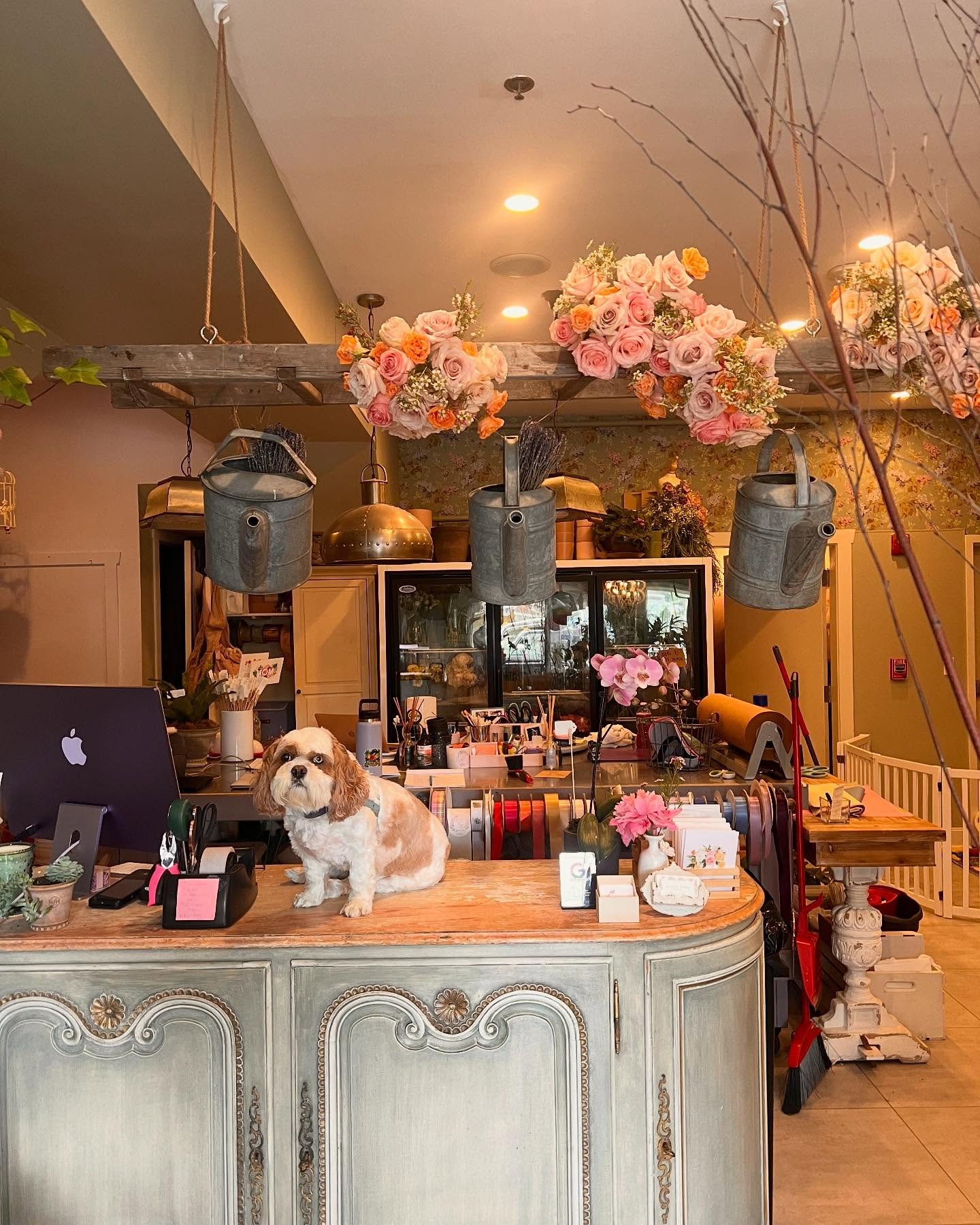 Come visit Hazel at L&amp;M today! Open until 5 🥰🐶