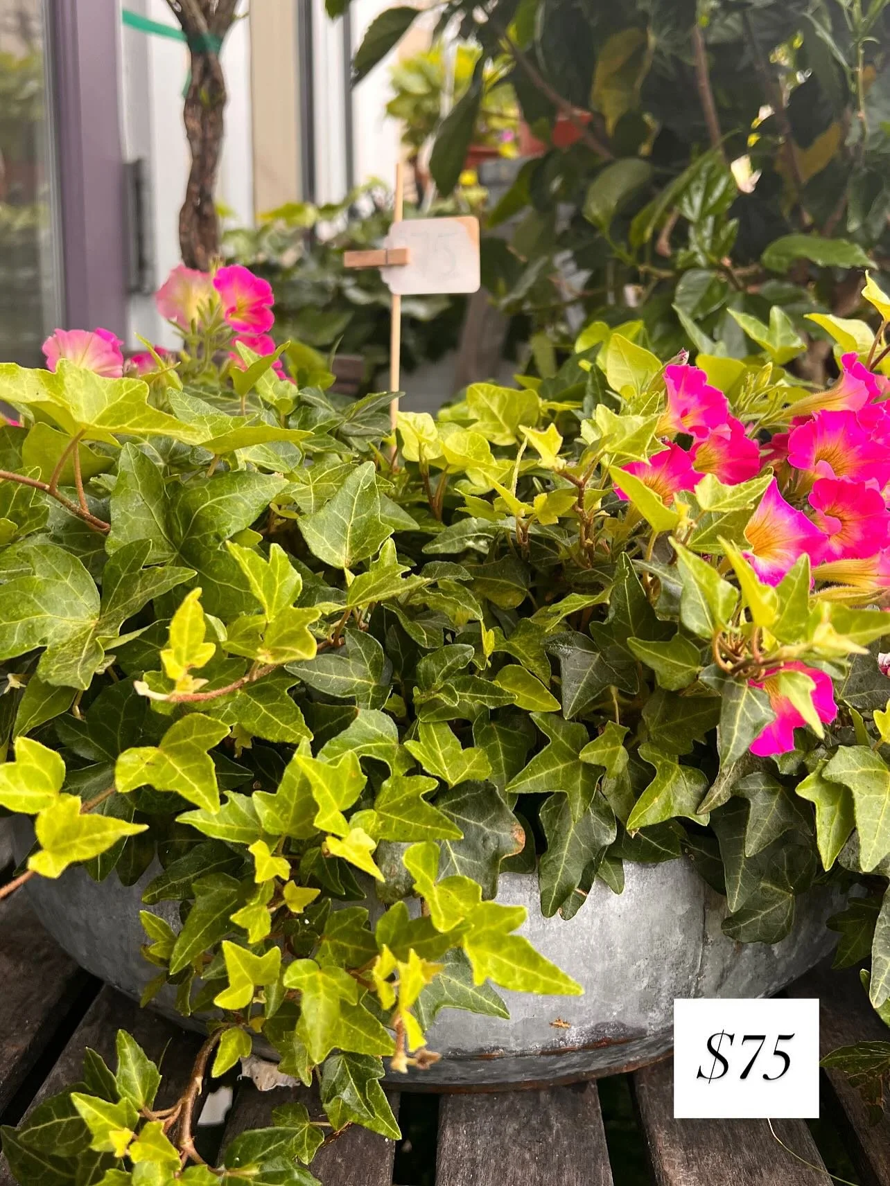 Flower power 🌸🌷🌼💧☔️ Our outdoor options are THRIVING!! Perfect gifts or to fill the garden 🩷🤍🩵