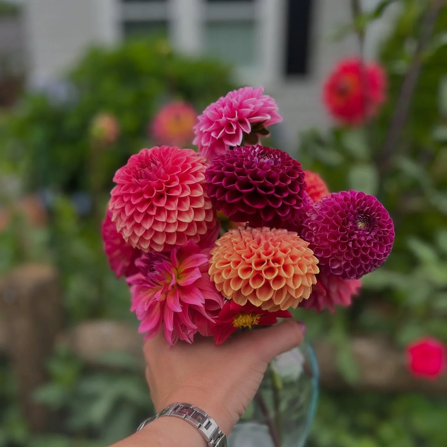 It&rsquo;s DAHLIA season!! Fun fact: We get our dahlias here in Manchester by the Sea right up the road from an amazing couple that puts their heart and soul in to their dahlias! Shop &amp; grow local 🌸🌼💕