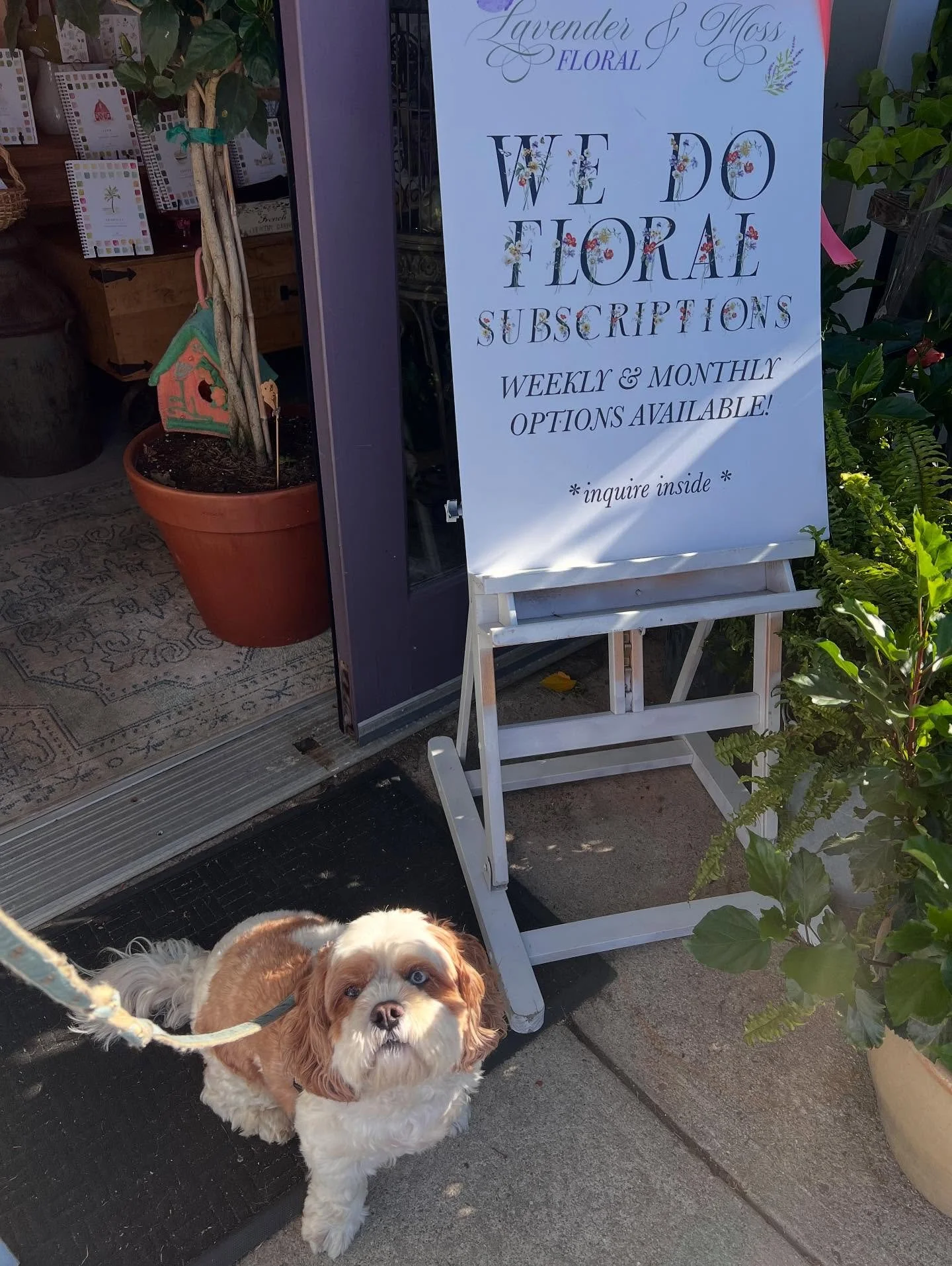 L&amp;M does FLORAL SUBSCRIPTIONS! Whether it&rsquo;s a gift, for your business or just to brighten up your home, we make it easy! We have weekly, bi-monthly or monthly options starting at $75 and it&rsquo;s customizable. PS: Hazel not included 🌸🐶?