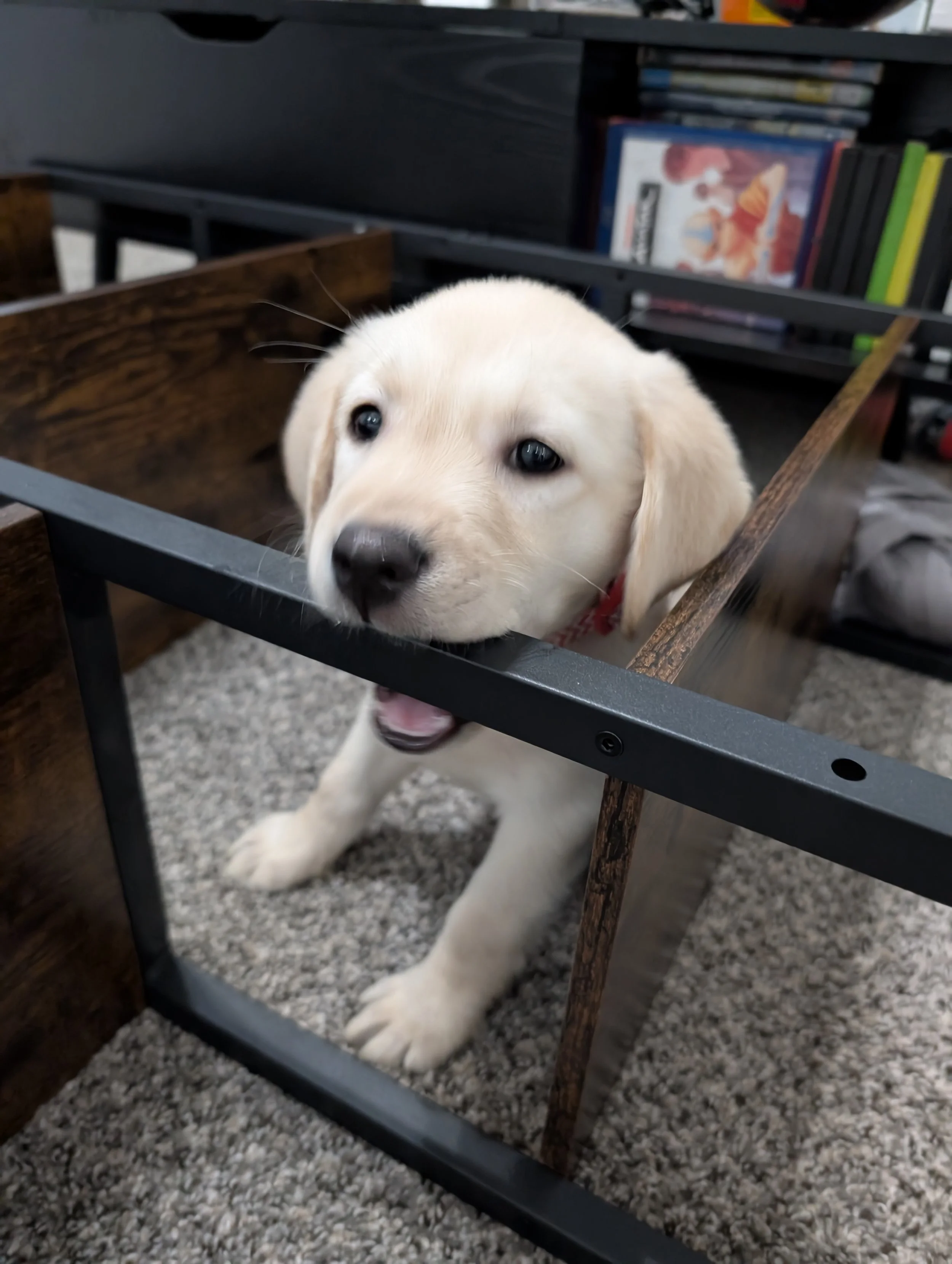 Baby Zelda