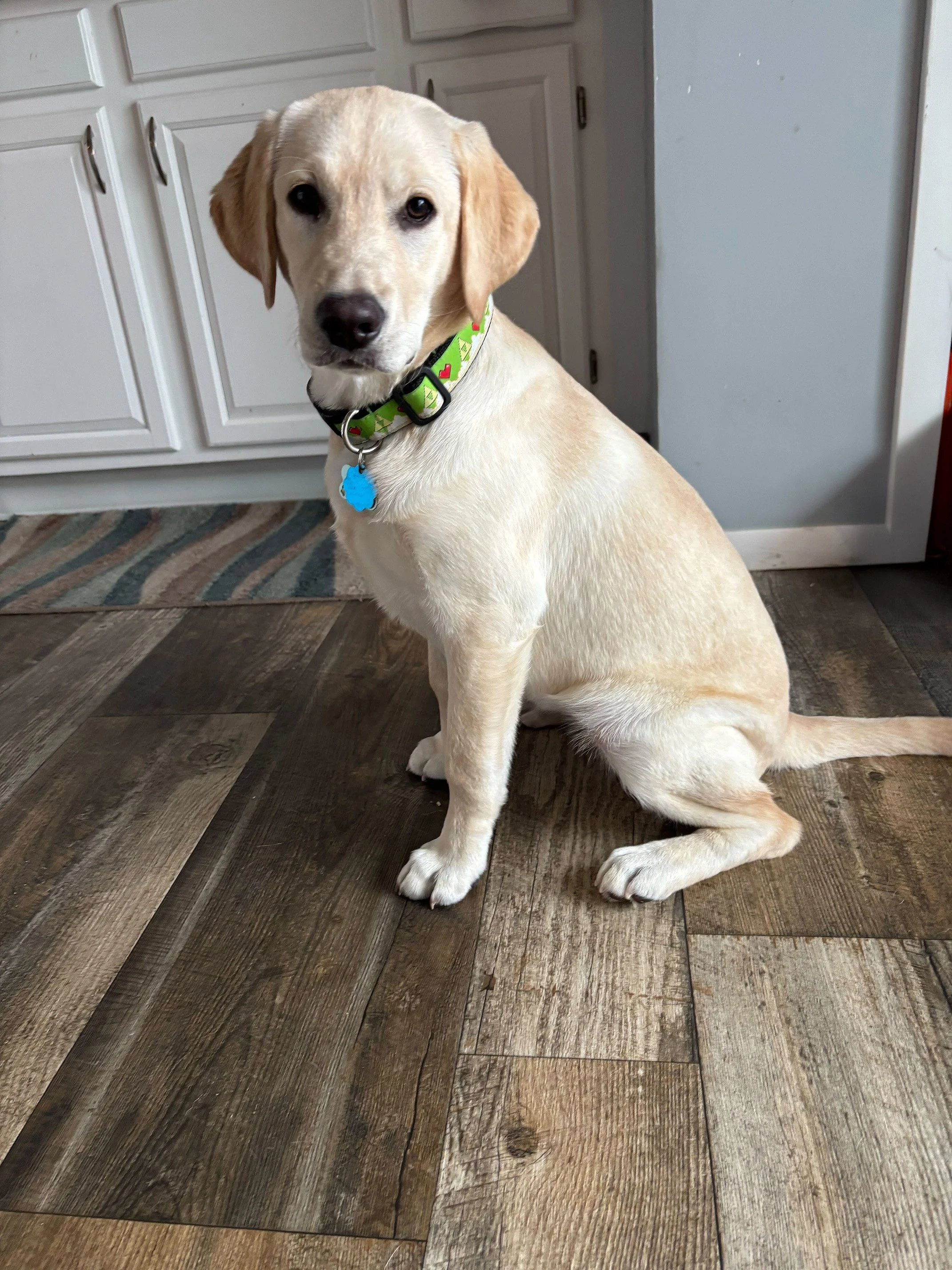 Zelda