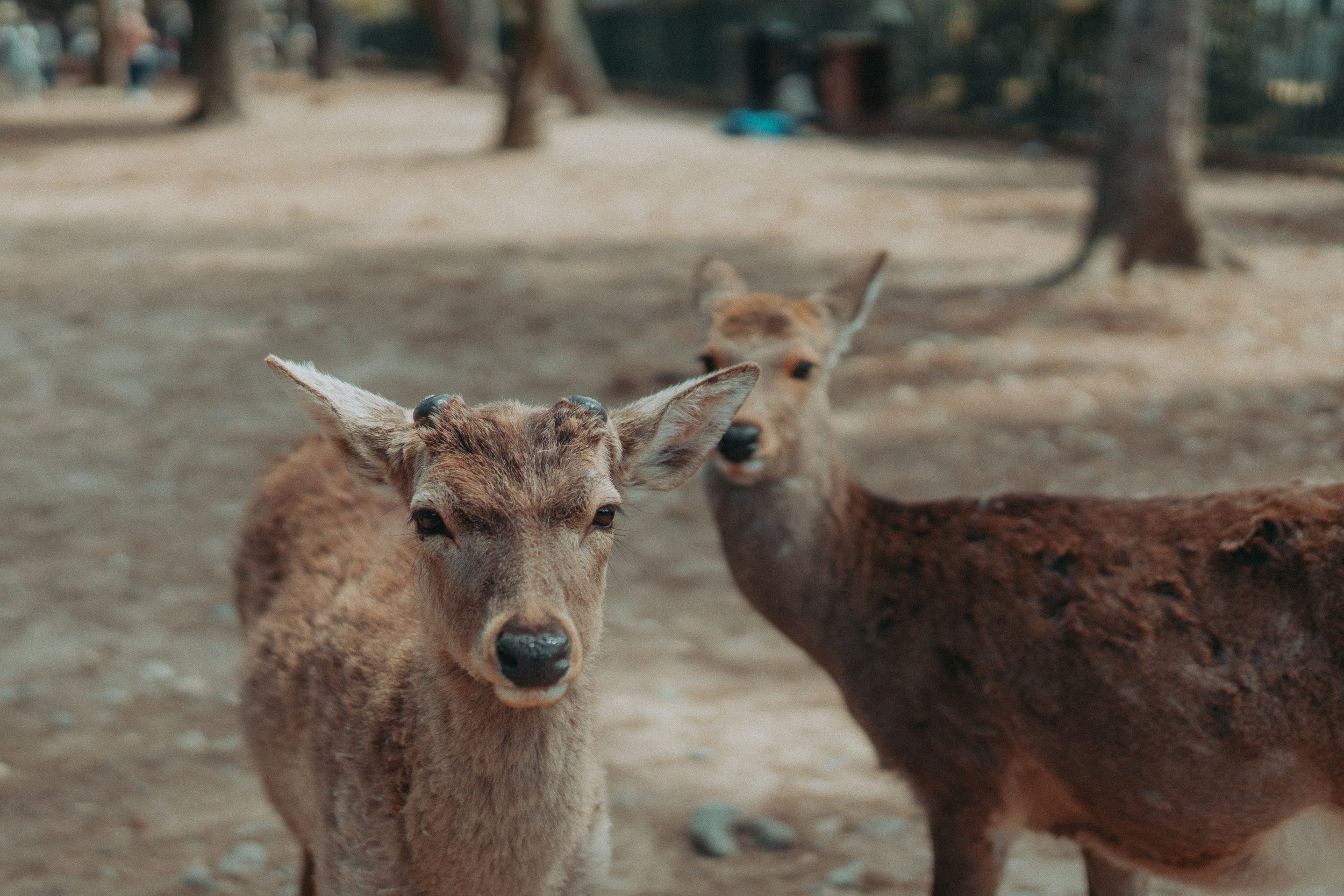 The Ultimate Nara Travel Guide: Best Things to Do, See, and Eat (2025 edition)