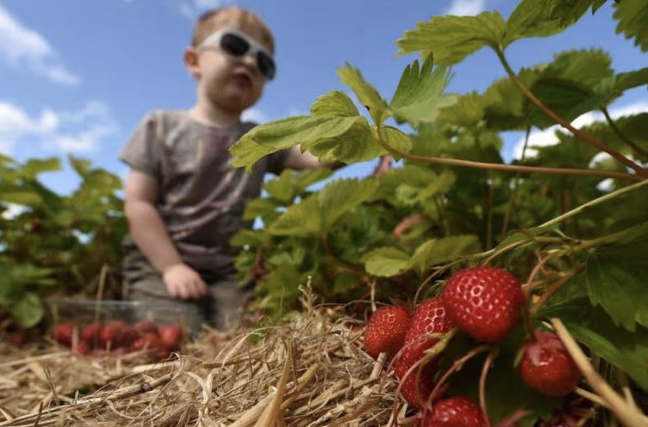 The Best Pick Your Own Farms Summer 2026