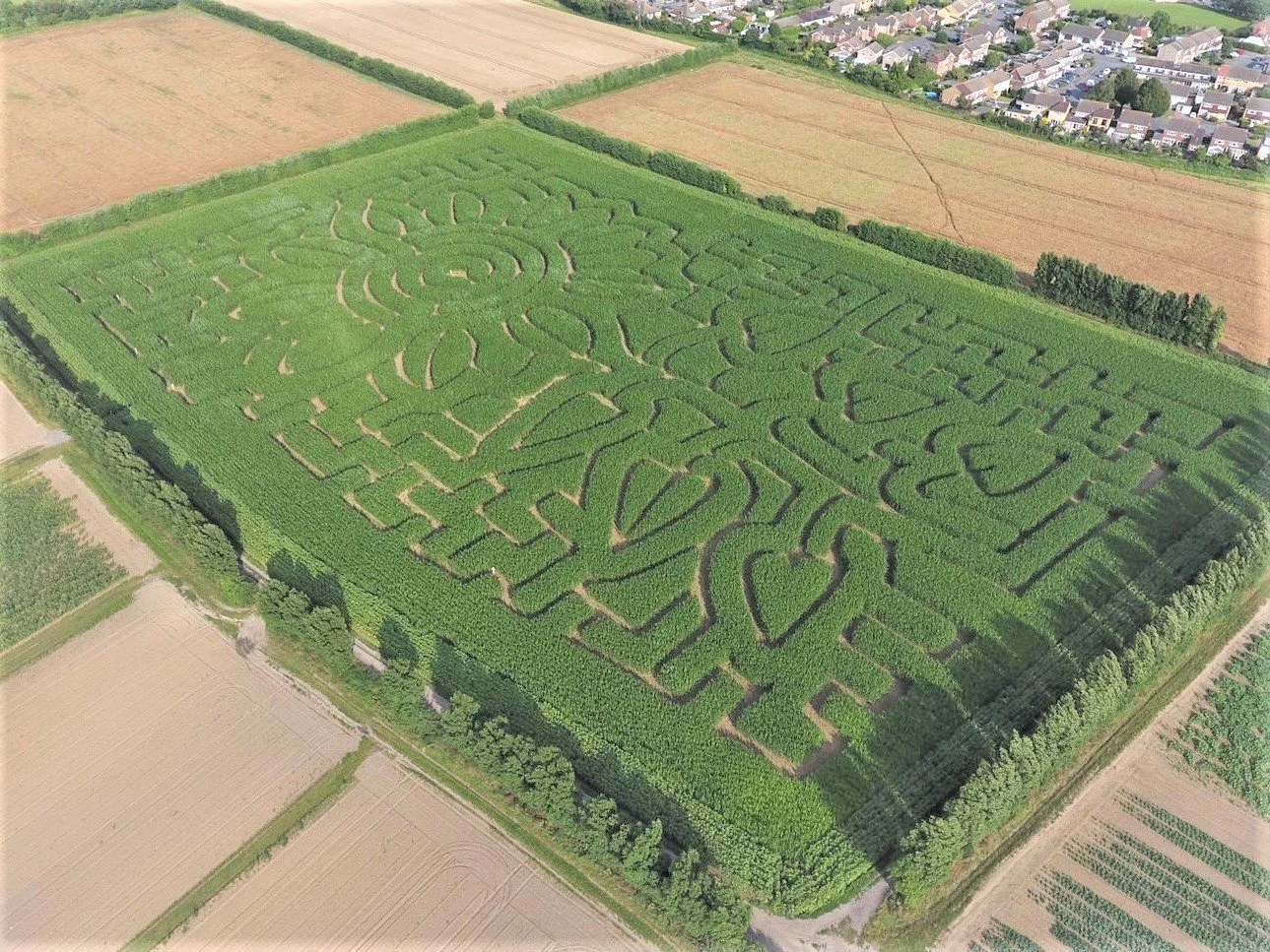 The Best Maize Mazes in Kent 2026