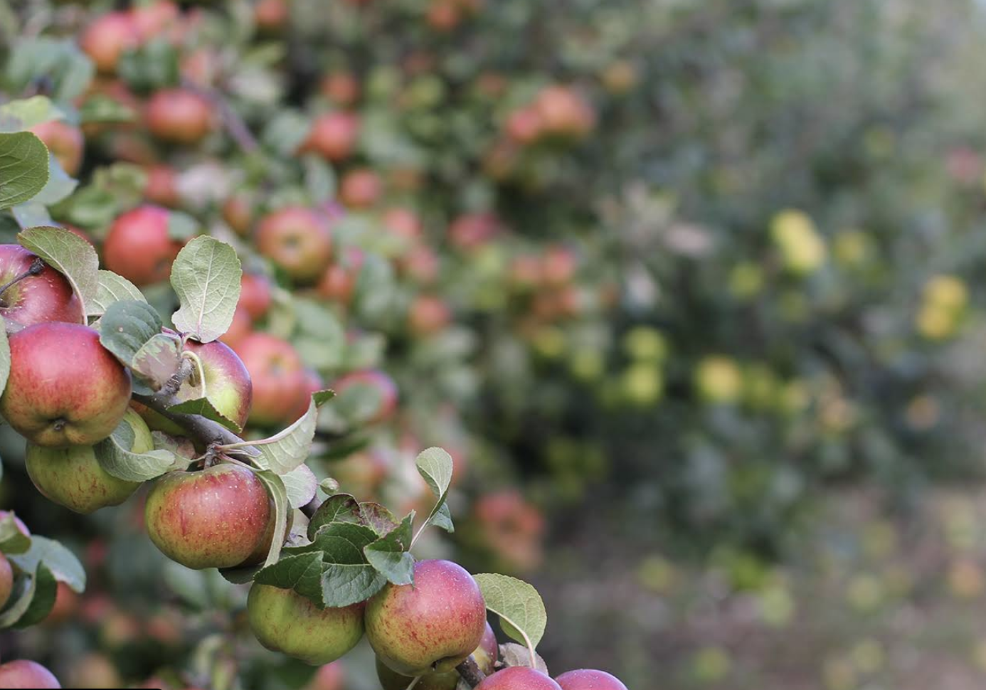 Best Places for Apple Picking in Kent 2026
