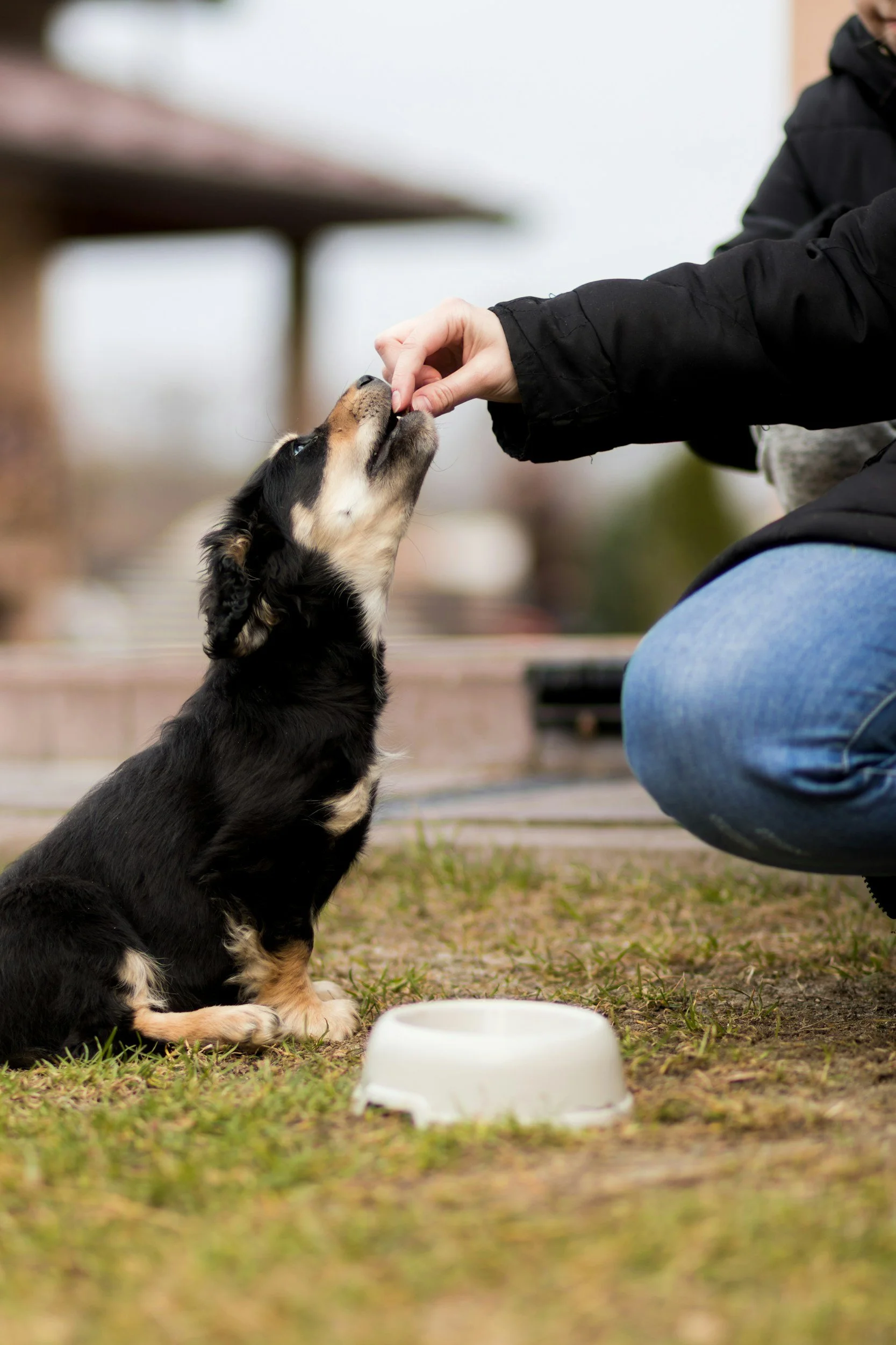 Person feeding a dog outdoors, with a white food bowl on the ground nearby.
