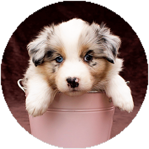 Australian Sheppert Cassy, Firmen Hund von Meier Eventservice Kornwestheim