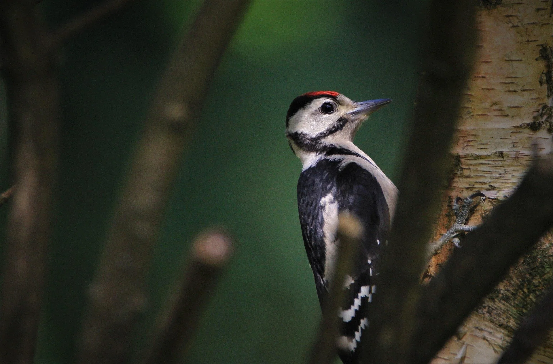 carola68-great-spotted-woodpecker-5261220_1920.jpg