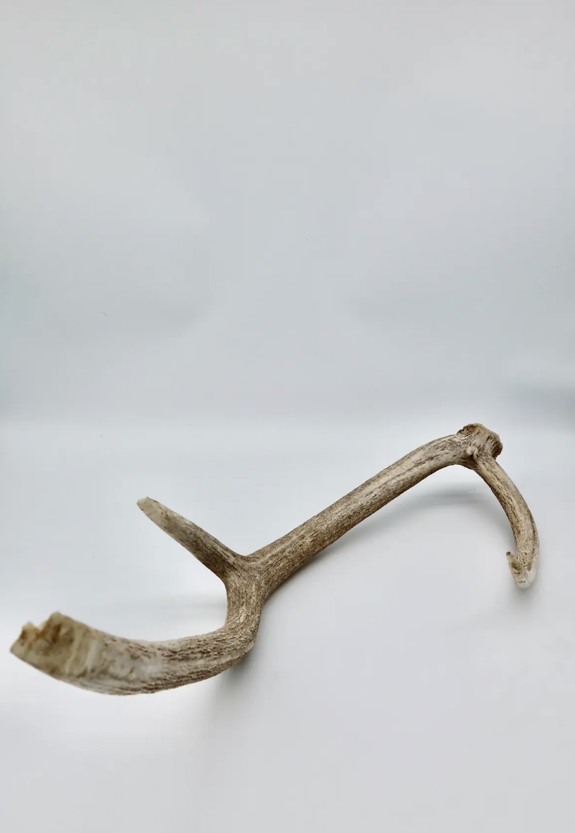 Large naturally shed antler from an Axis Deer. Located in Austin, Texas.