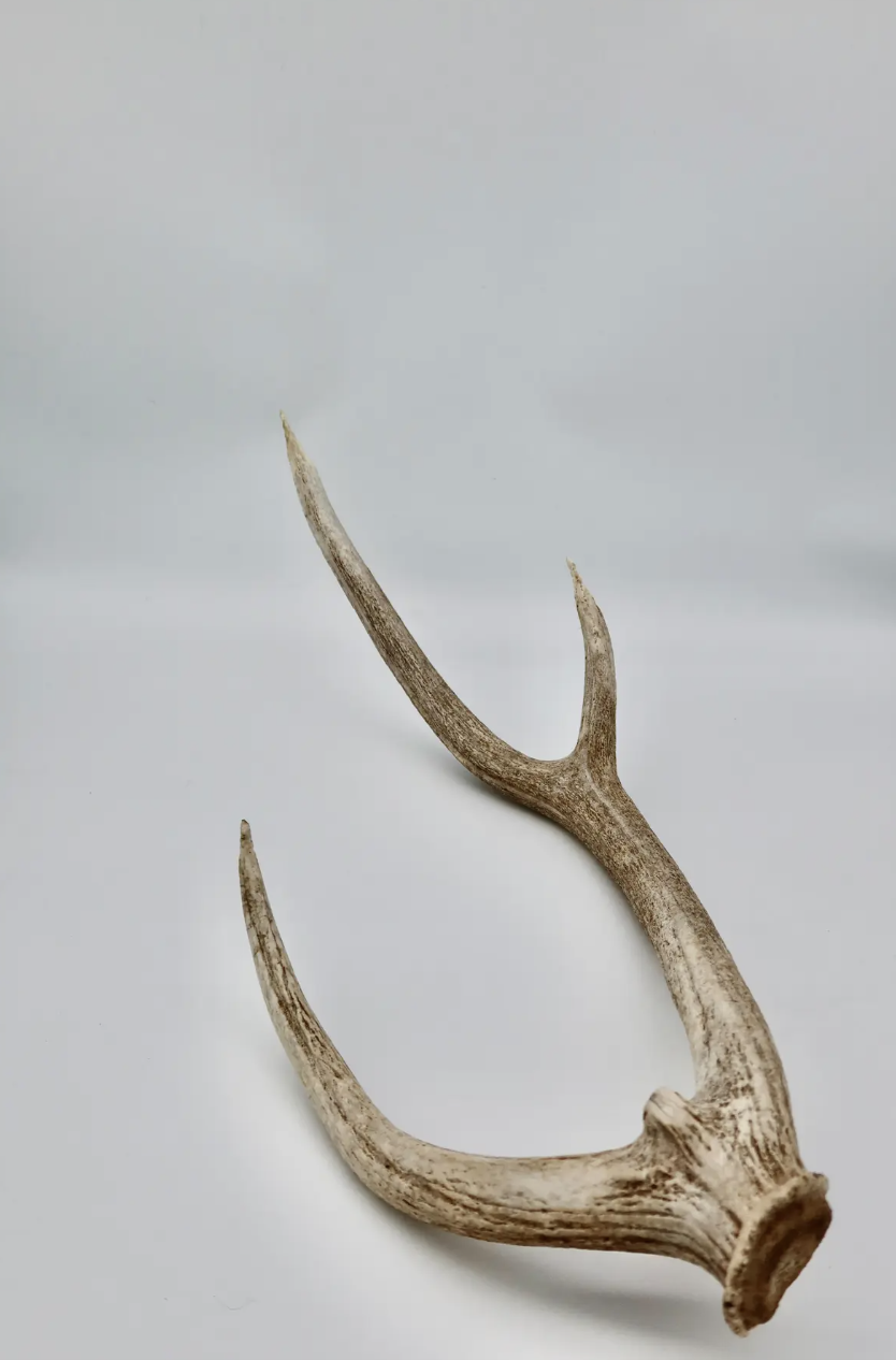 Large naturally shed antler from an Axis Deer. Located in Austin, Texas.