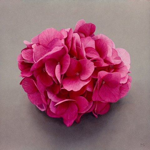 HYDRANGEA.jpeg