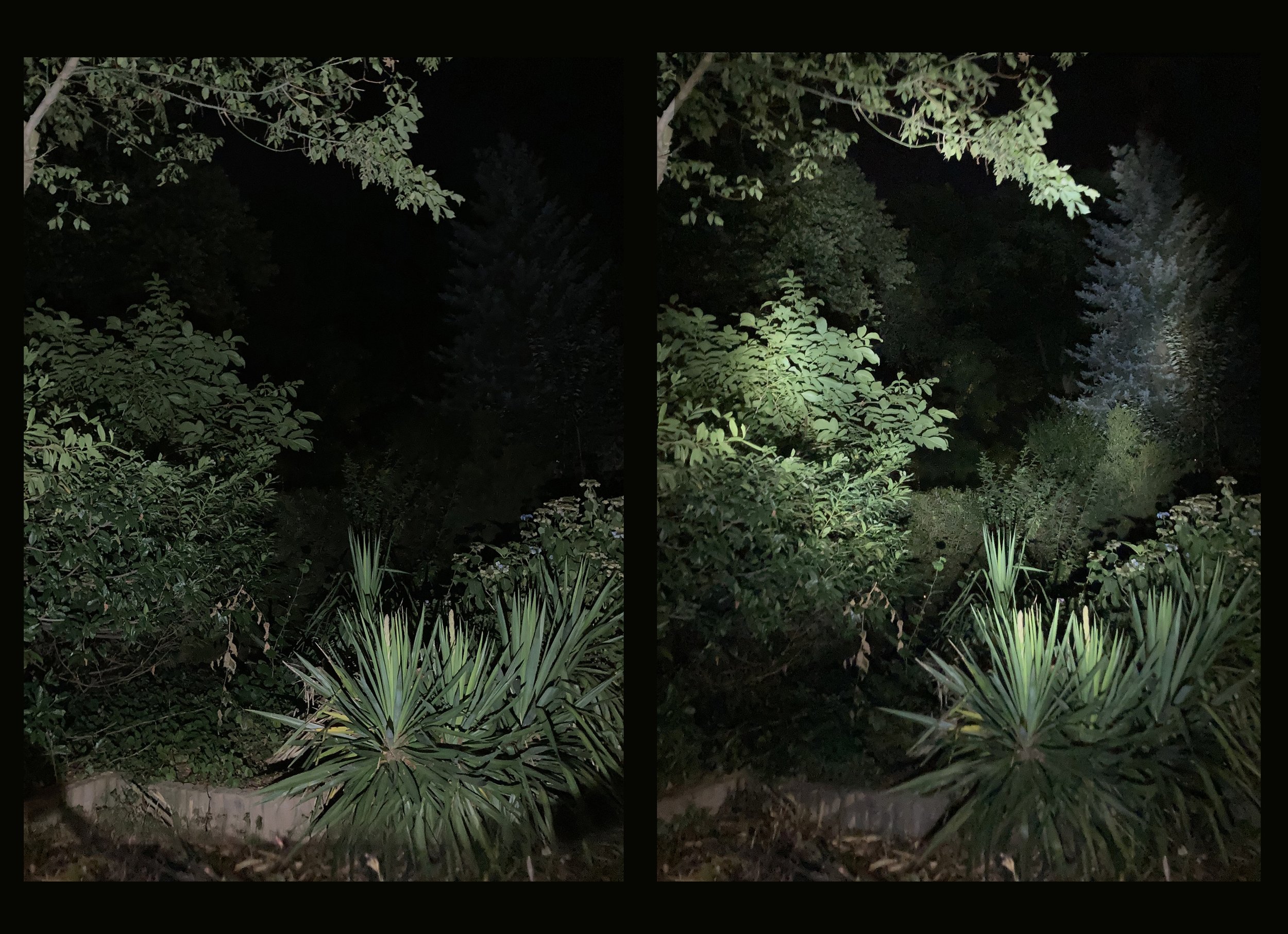foliage before after copy.jpg