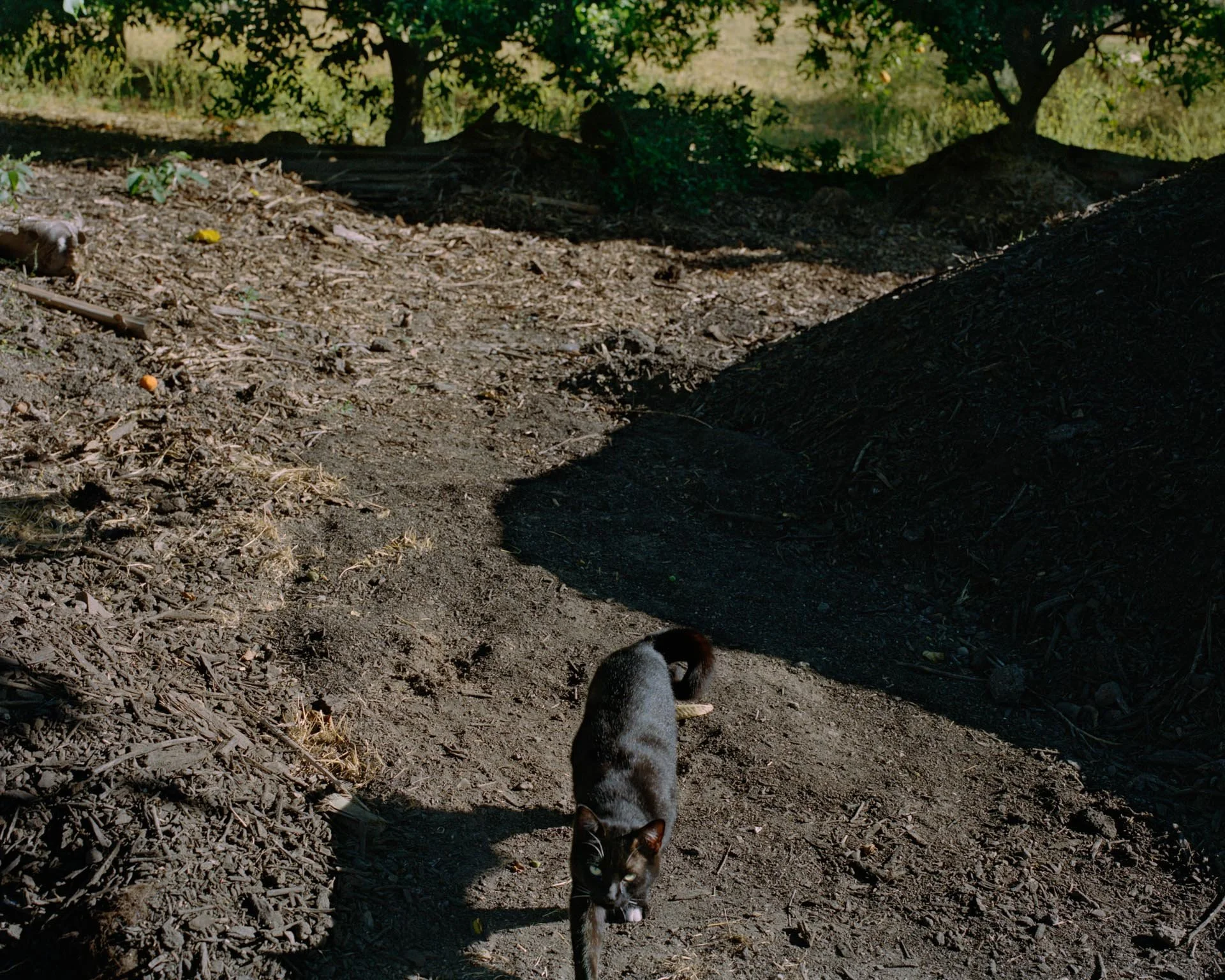 01137_Farm_Cat_Ojai_CA_06_2026.jpg