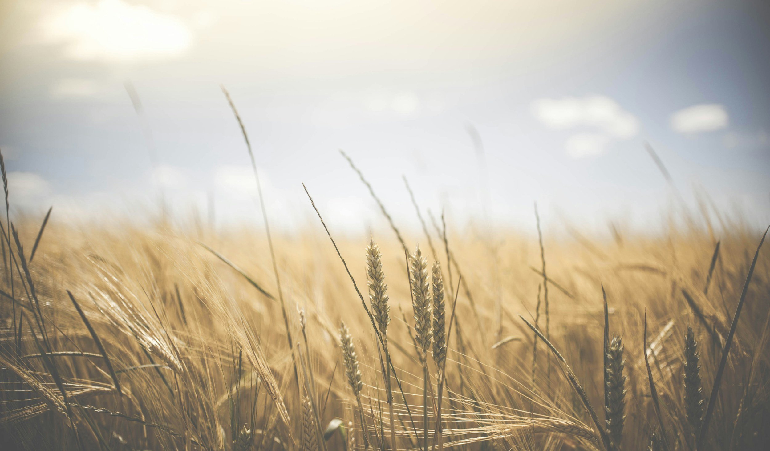 Forage based diets
