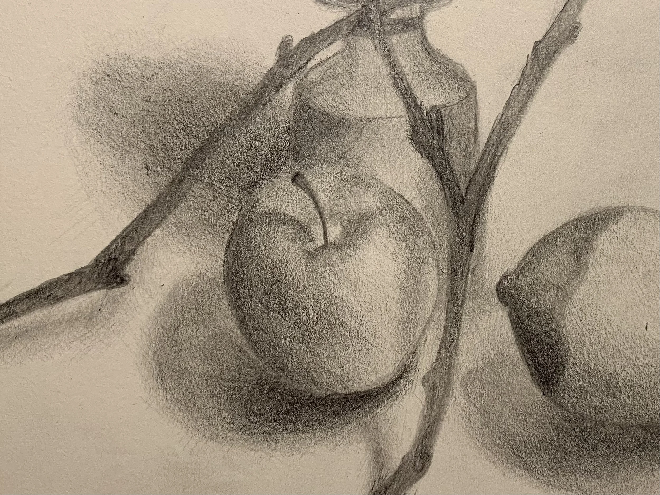Still Life Shadow Study //
Graphite on Paper //
2020