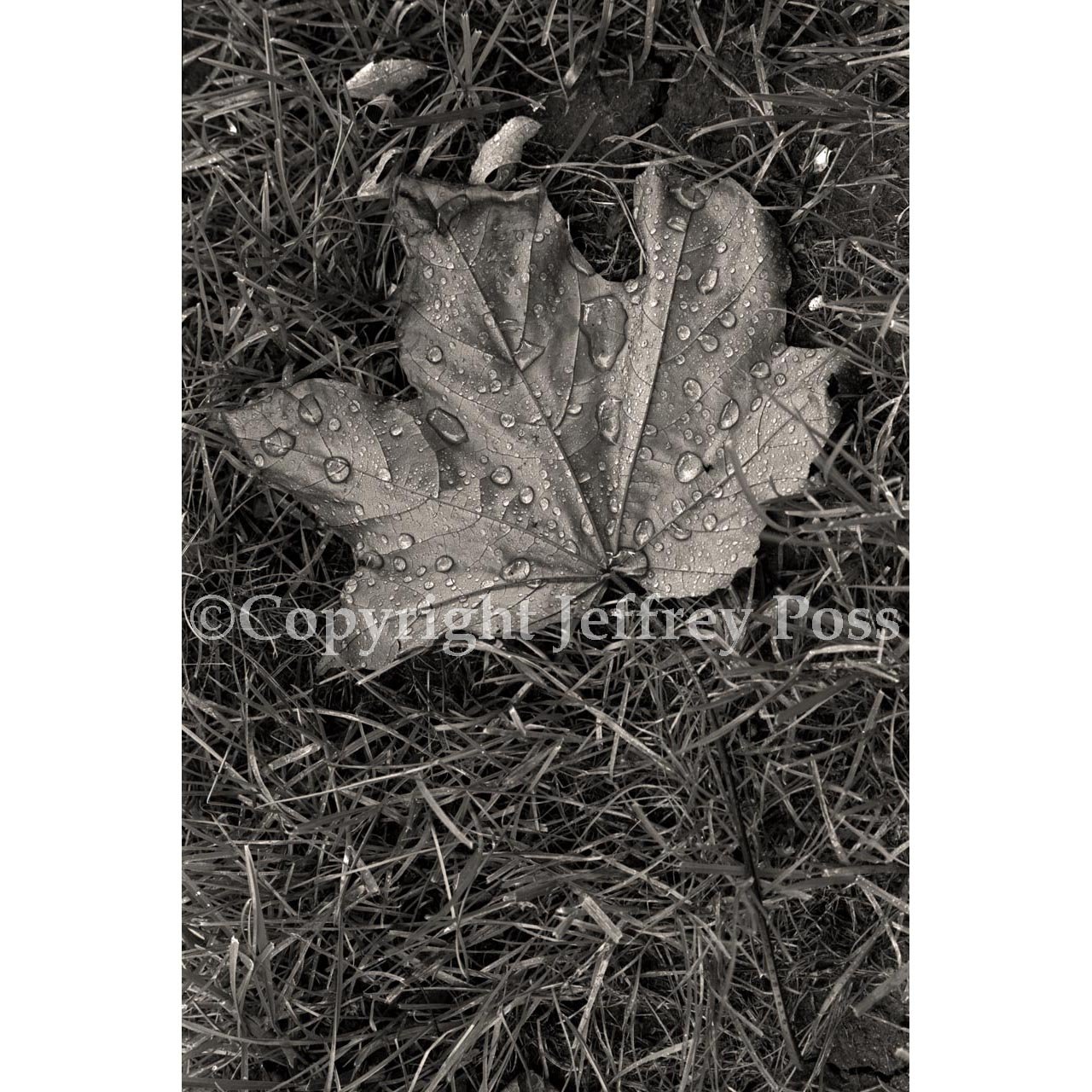 00106MapleLeaf-WarmingFilter81At25Percent-ForWebsite.jpg
