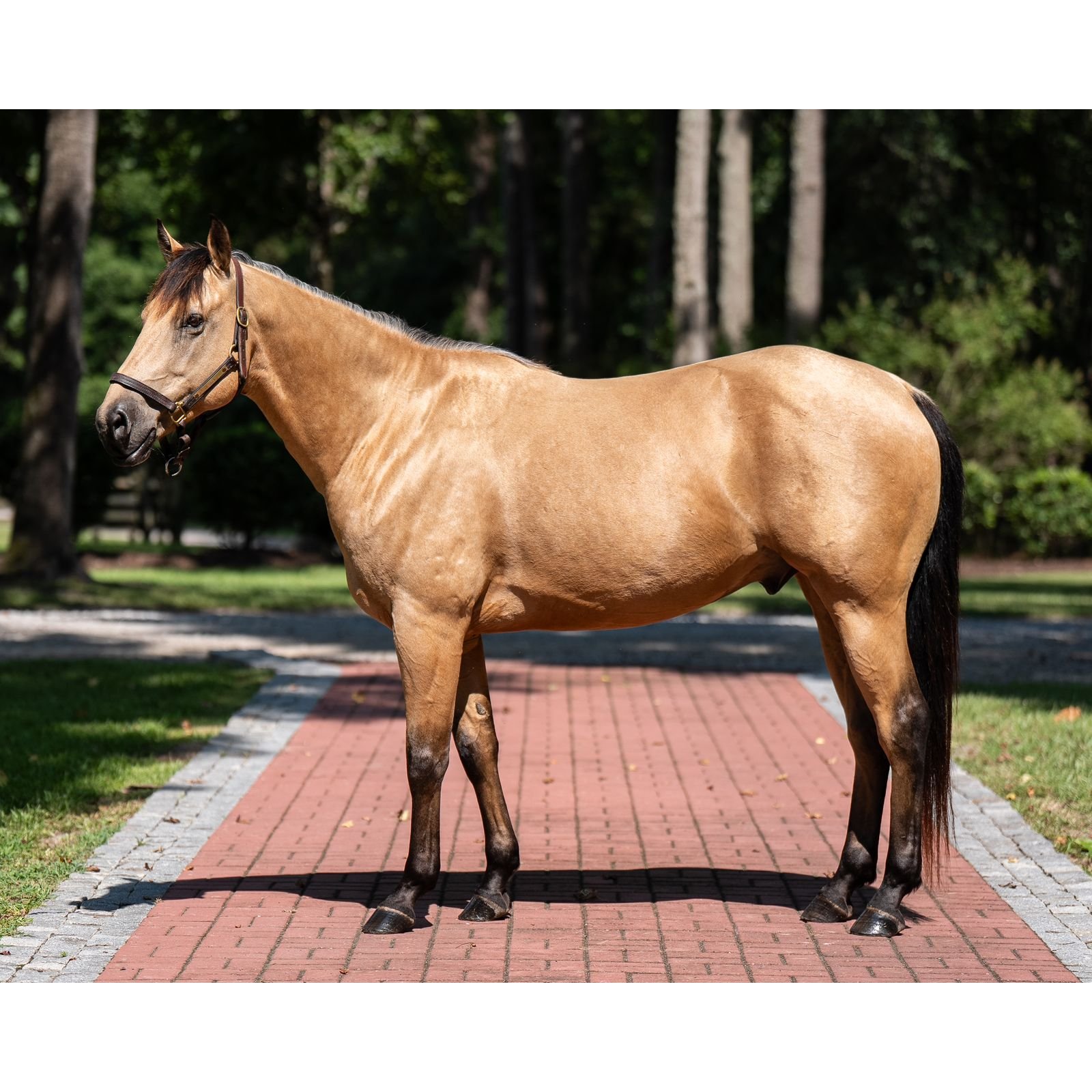 AQHA BUENOS SUNSATION