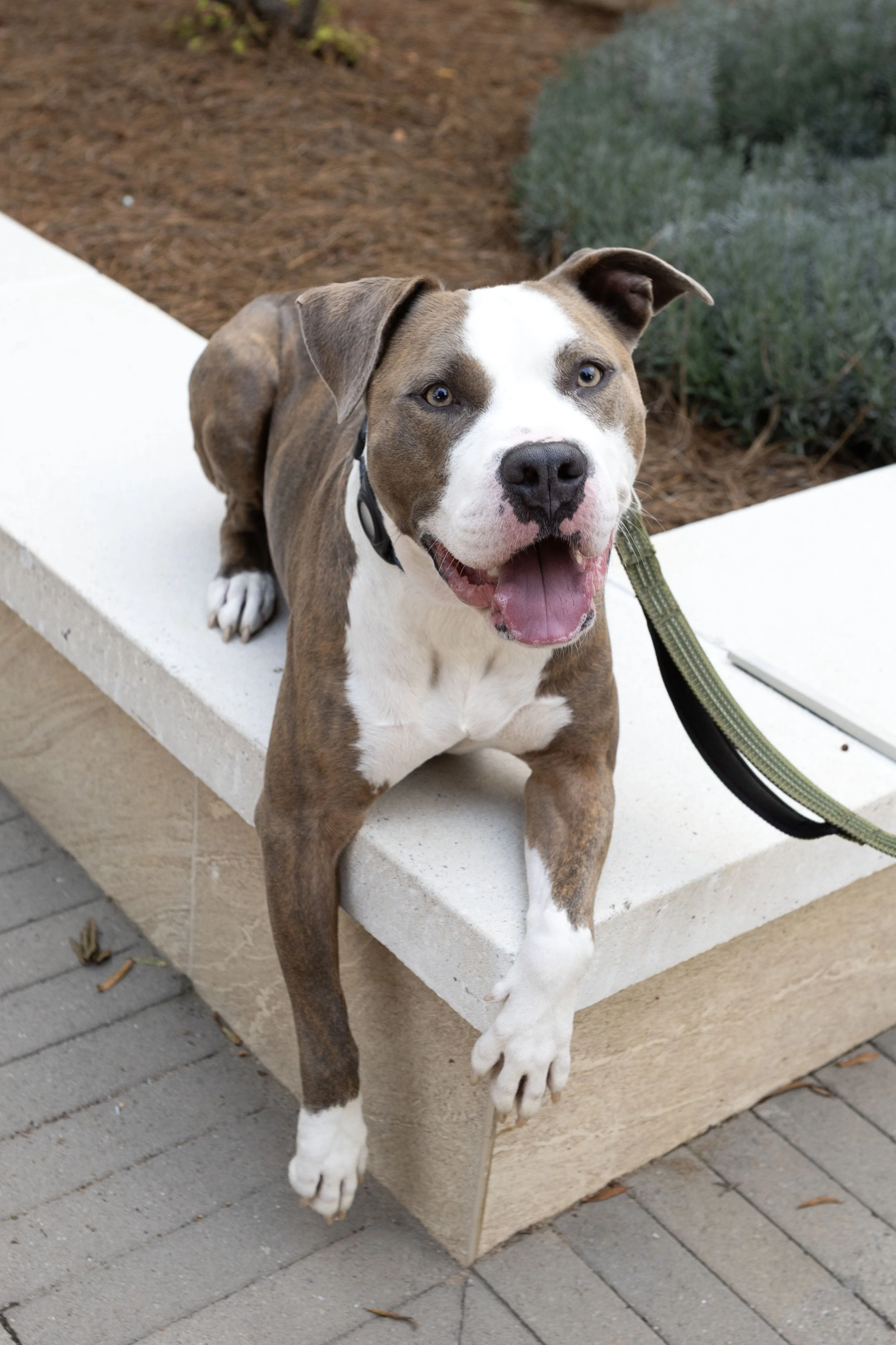 Tfdh Duncan — The Foster Dog House