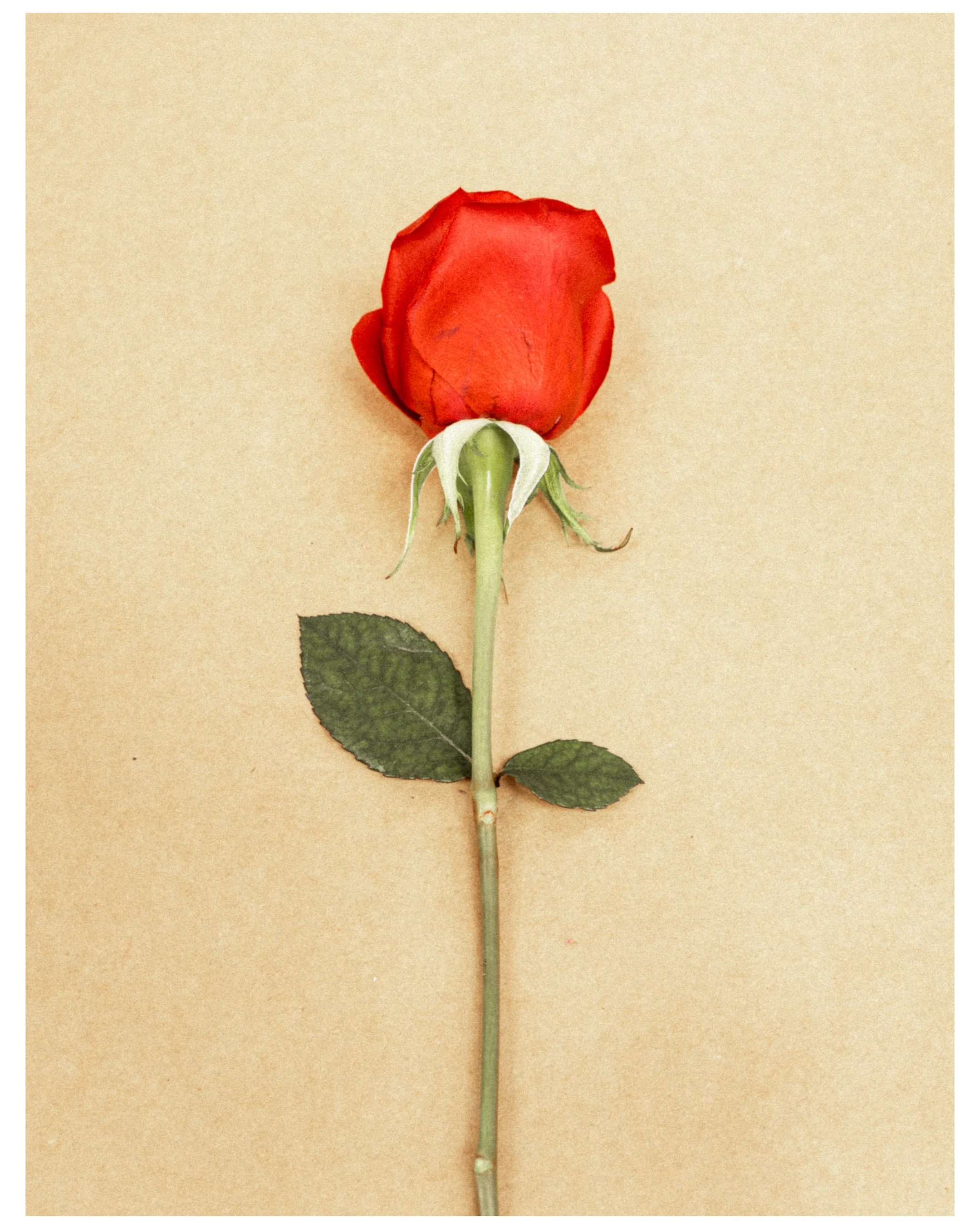 Quinn Florist_7.jpg