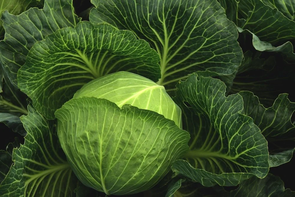 Surprising news about fermented foods