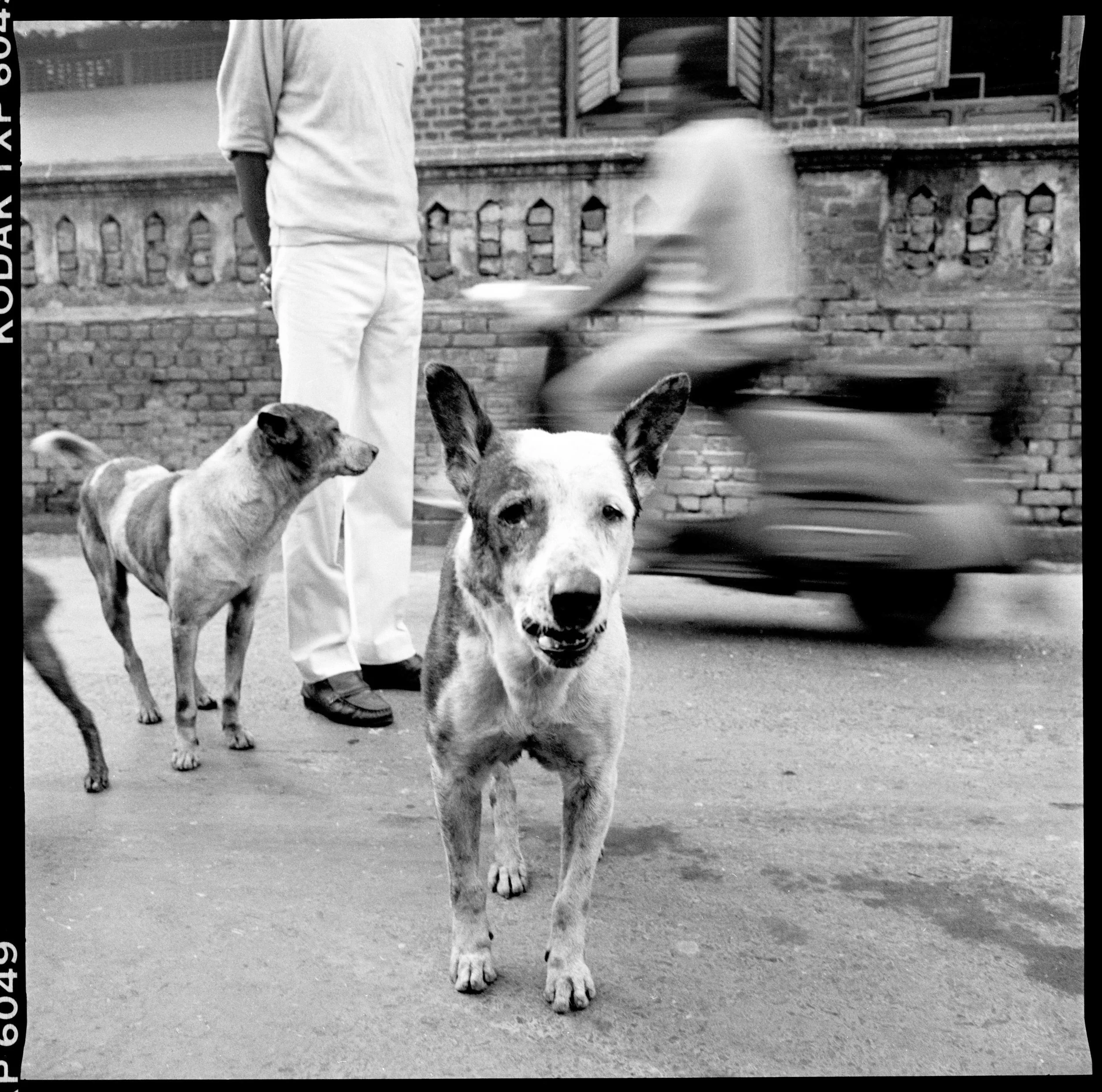 dog in calcutta.jpg