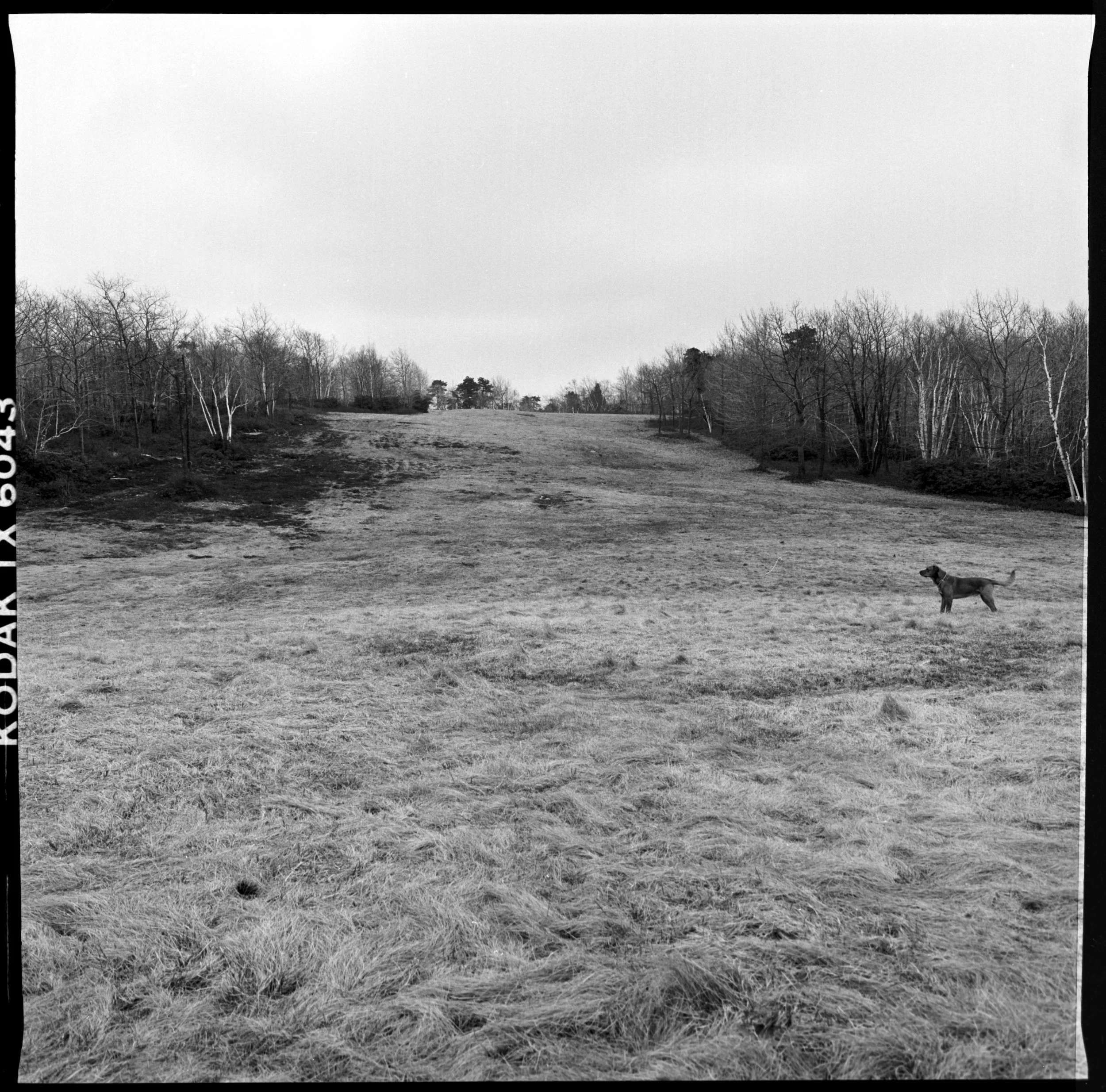 Tobi on the old Minnewaska golf course. 1987