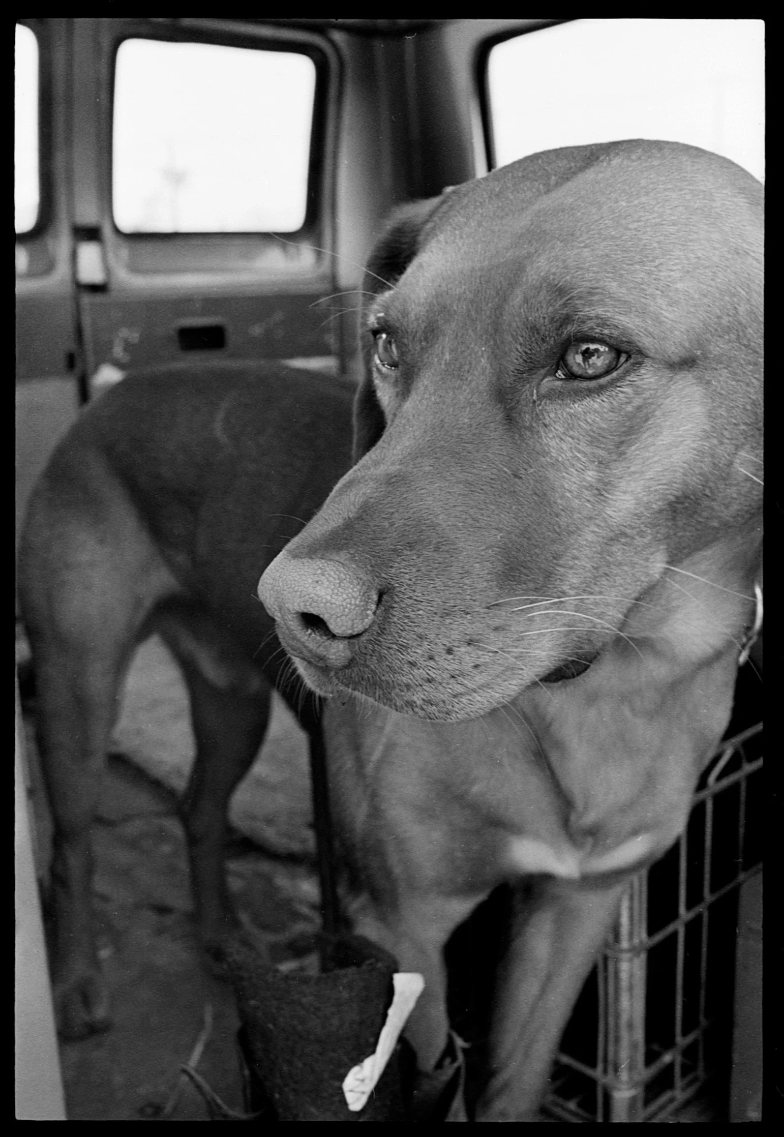 tobi (23).jpg