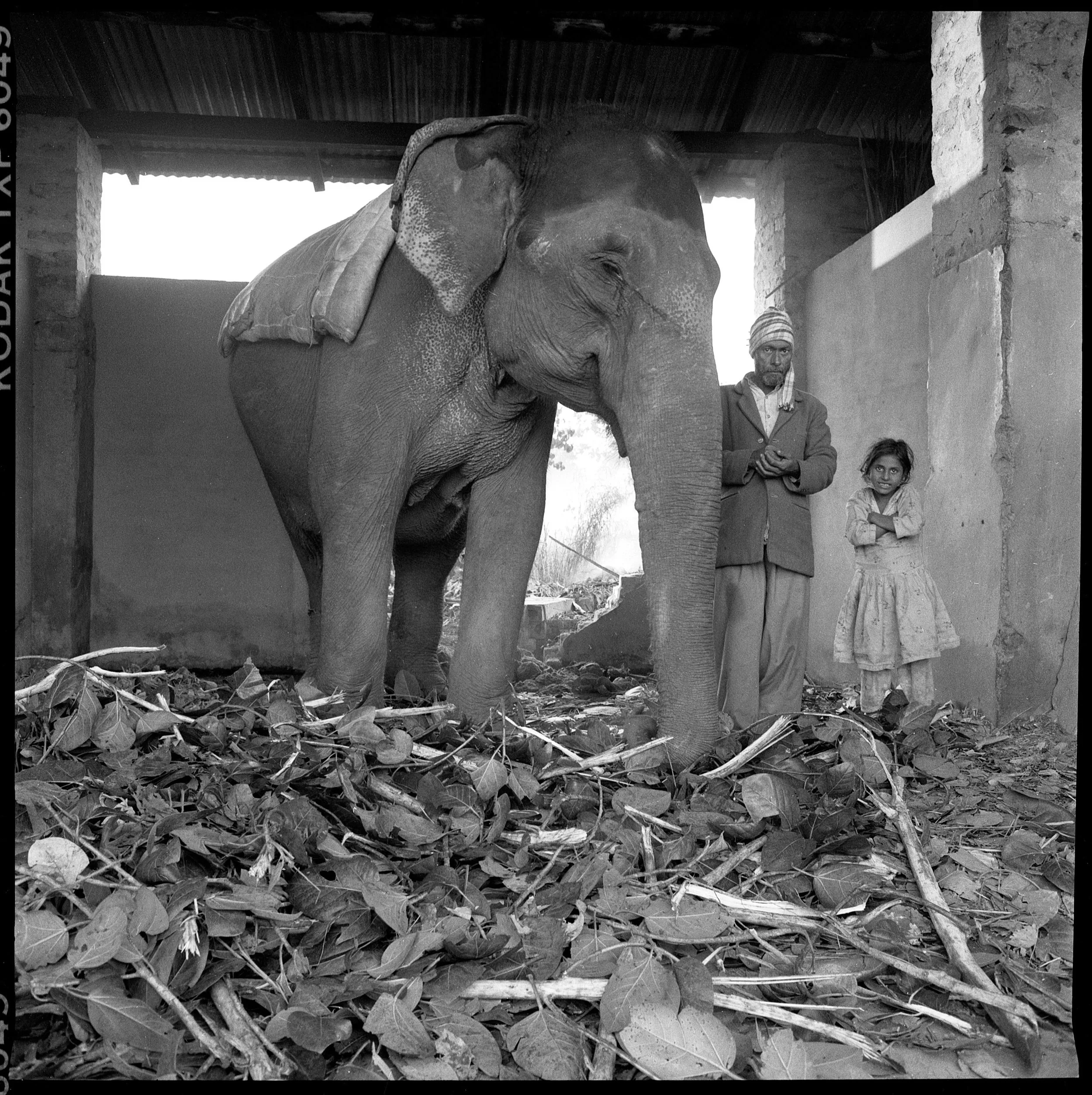  Haathi Wallah, Corbett National park, Uttar Pradesh