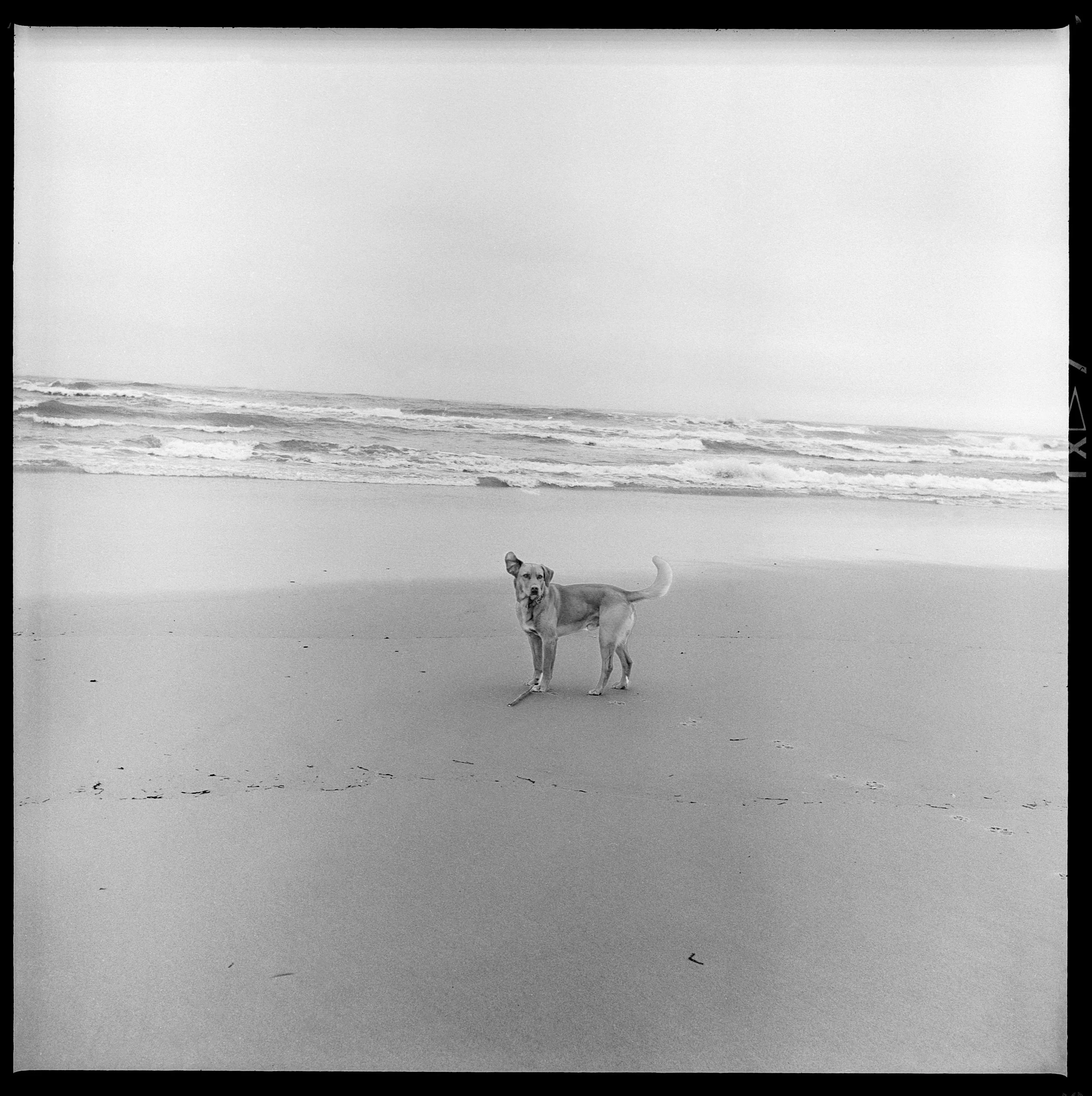 tobi on the beach.jpg