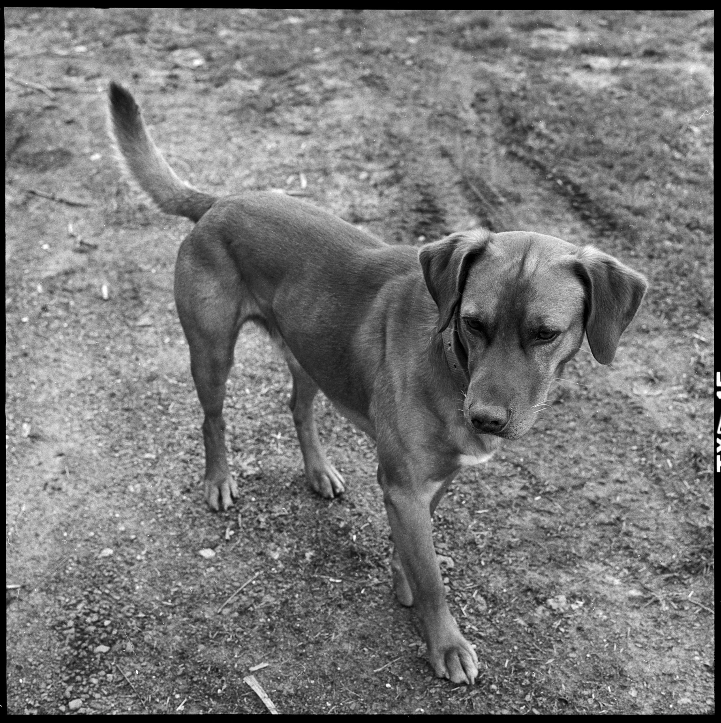 tobi (45).jpg
