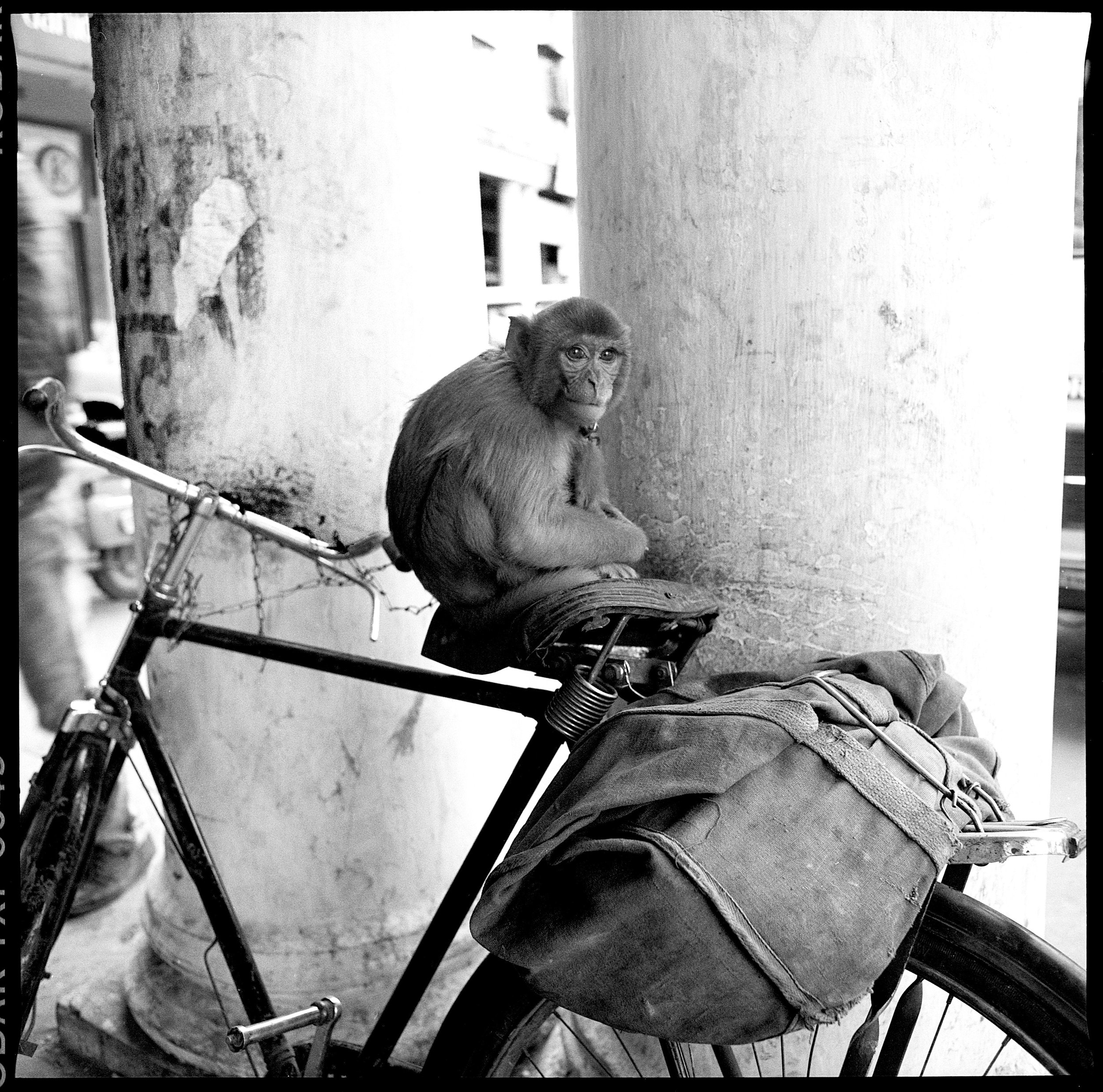 monkey on bike copy.jpg