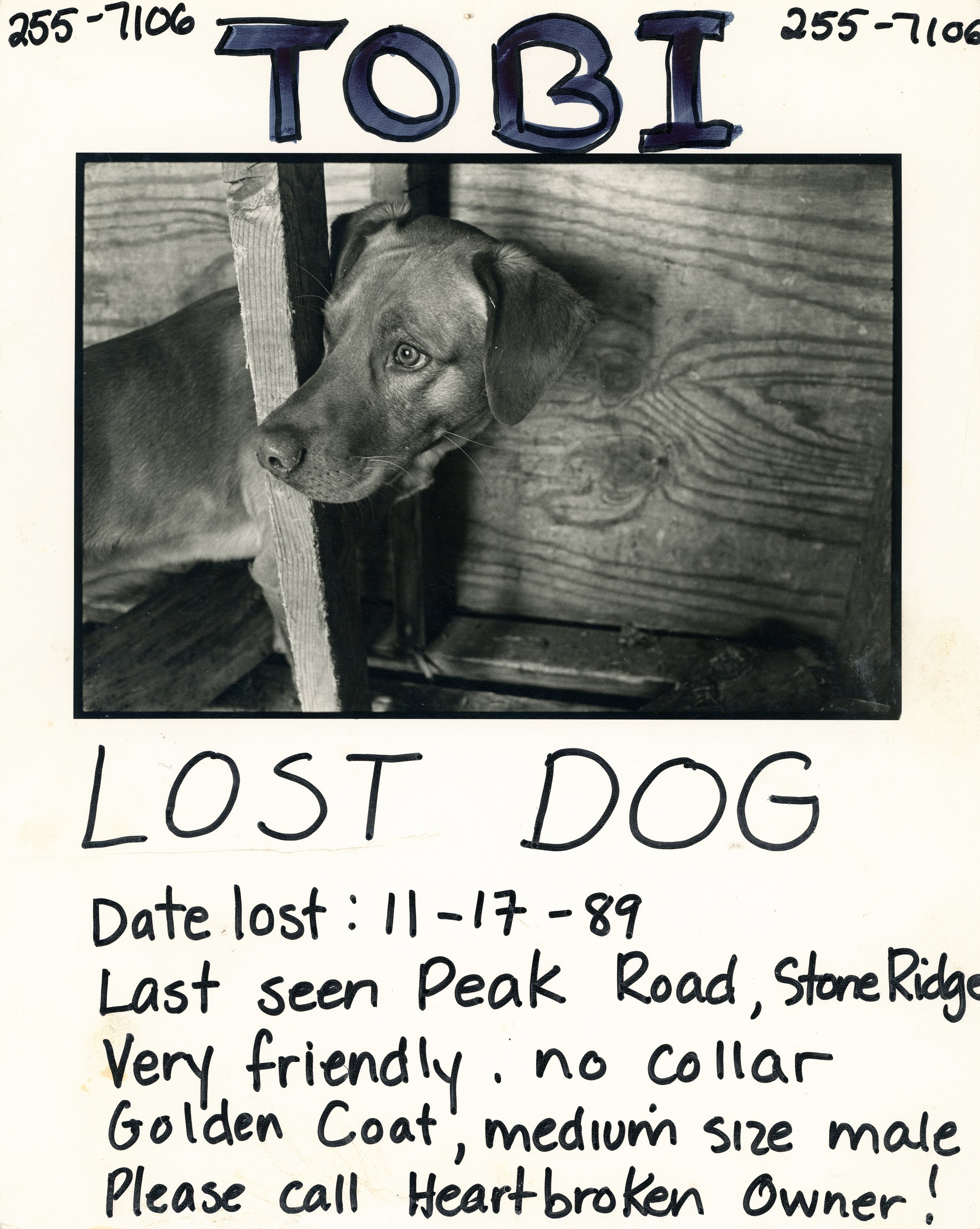 lost dog.jpg